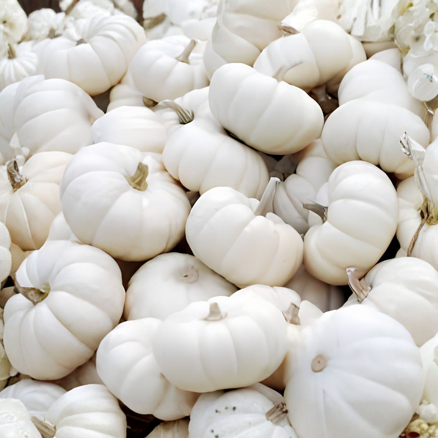 Baby Boo Pumpkin Seeds, 10 Pack, Small White Gourds, Cucurbita pepo, Live Plant or Seed Starter