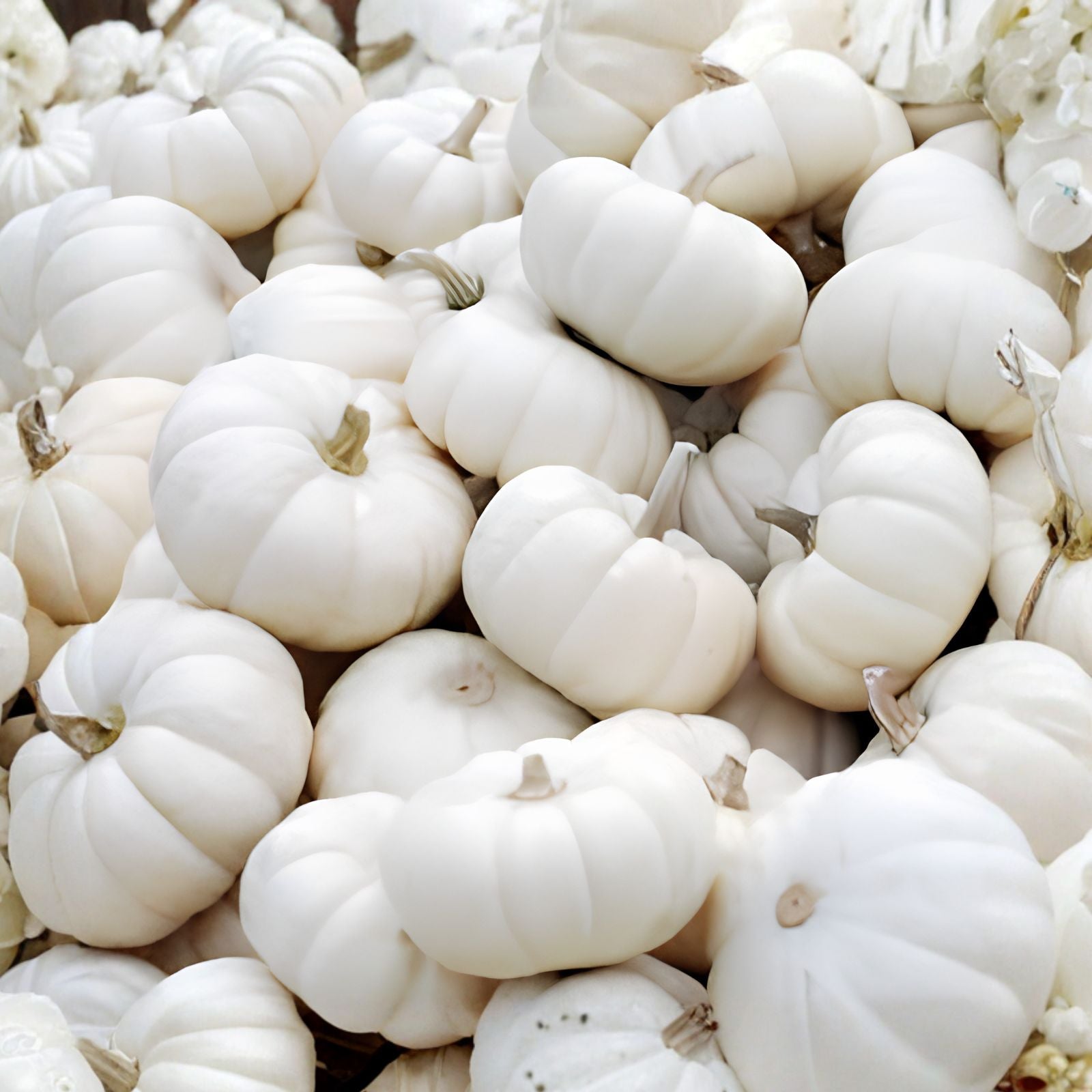 Baby Boo Pumpkin Seeds, 10 Pack, Small White Gourds, Cucurbita pepo, Live Plant or Seed Starter