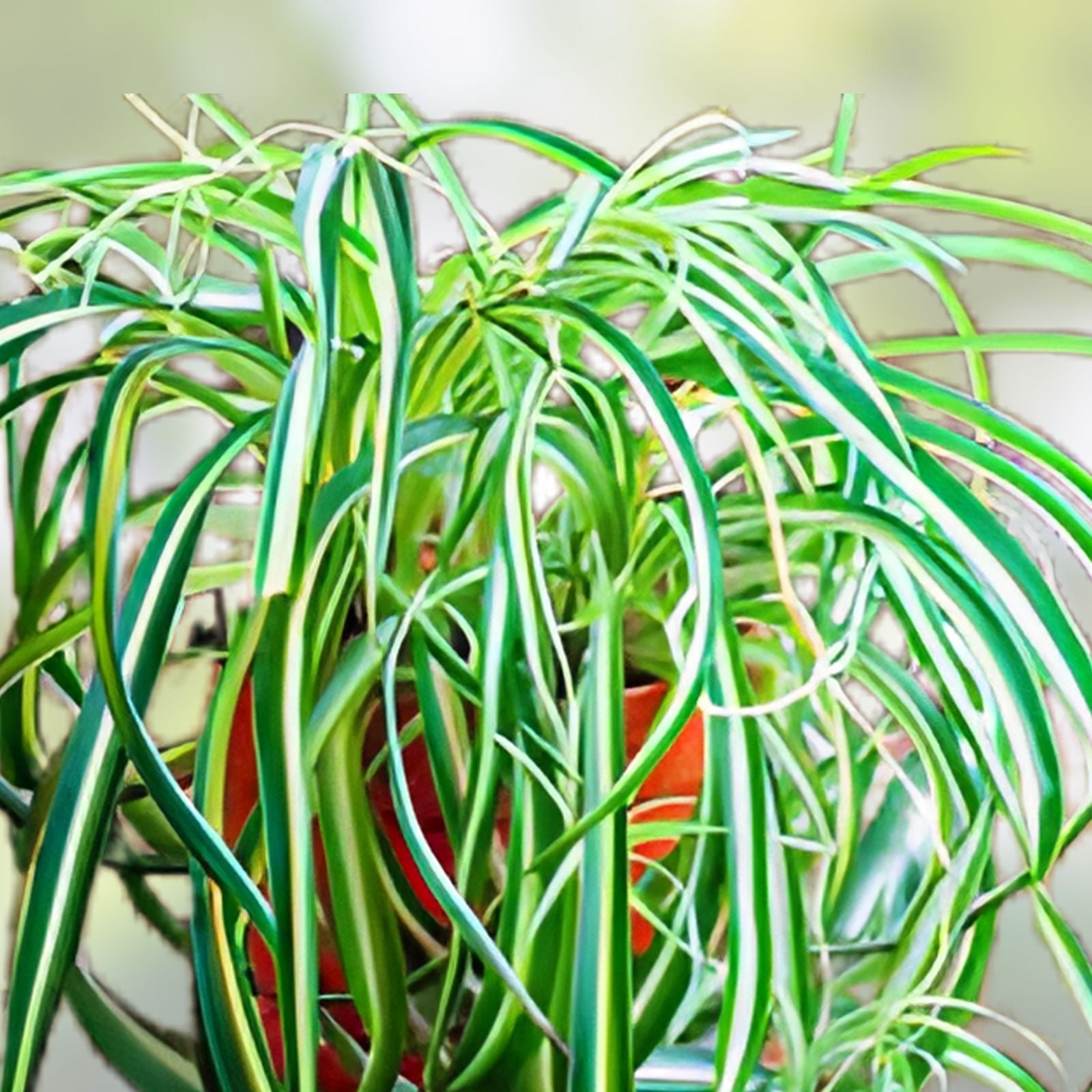 Live Spider Plant Cuttings | Green Variegated Variety | Chlorophytum comosum | Indoor Houseplant Propagation