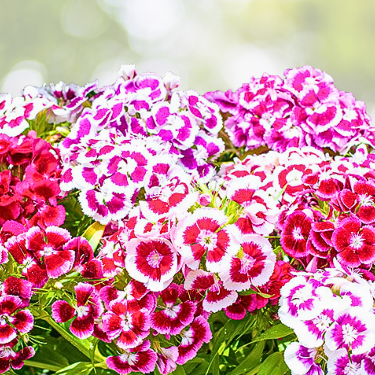 Sweet William Seeds - 500 Mixed Colors - Fragrant Perennial Dianthus - Non-GMO USA