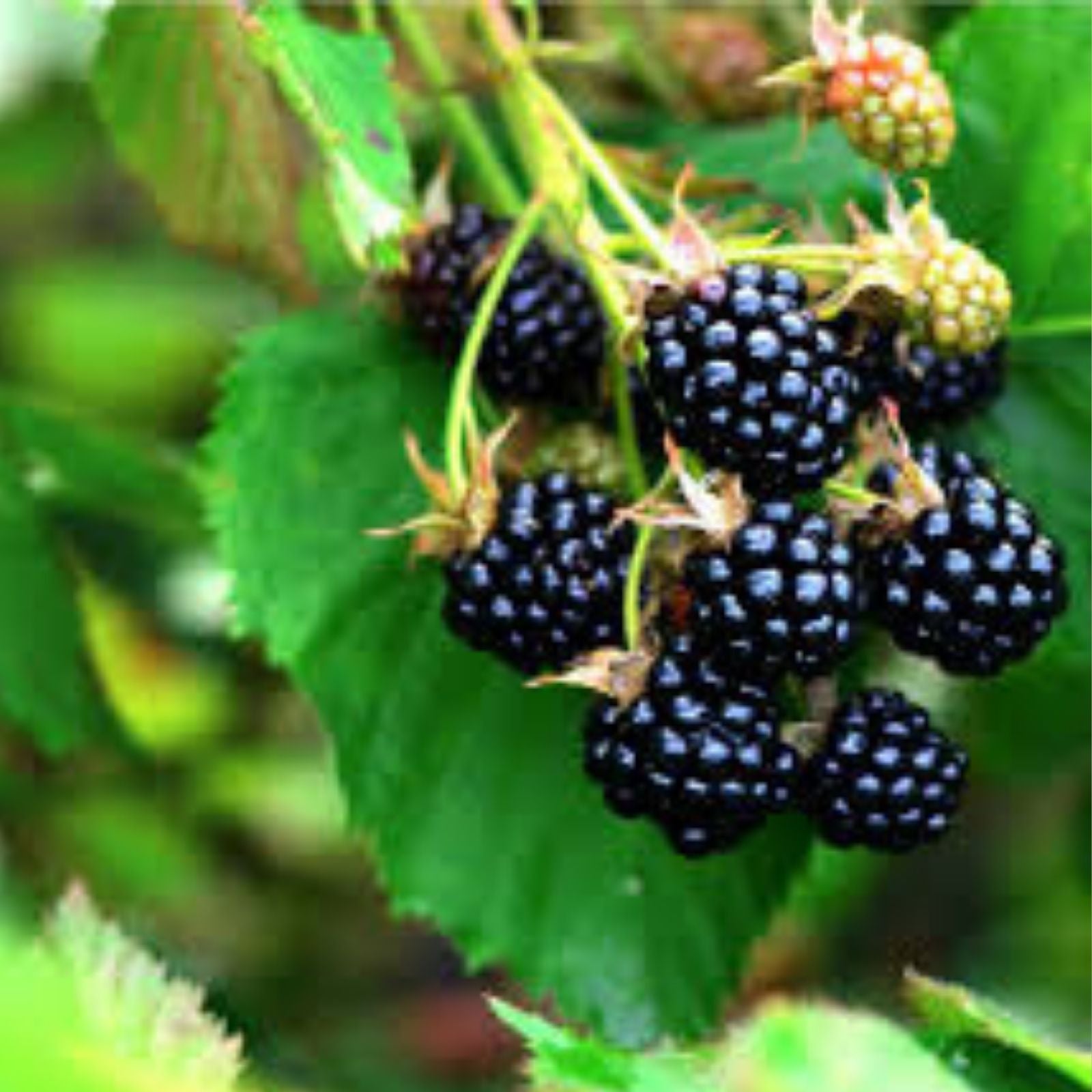 Swamp Dewberry Bare Root Plant – Wild Native Edible Fruit Bush – Rubus caesius Low Growing Shrub for Garden and Landscaping