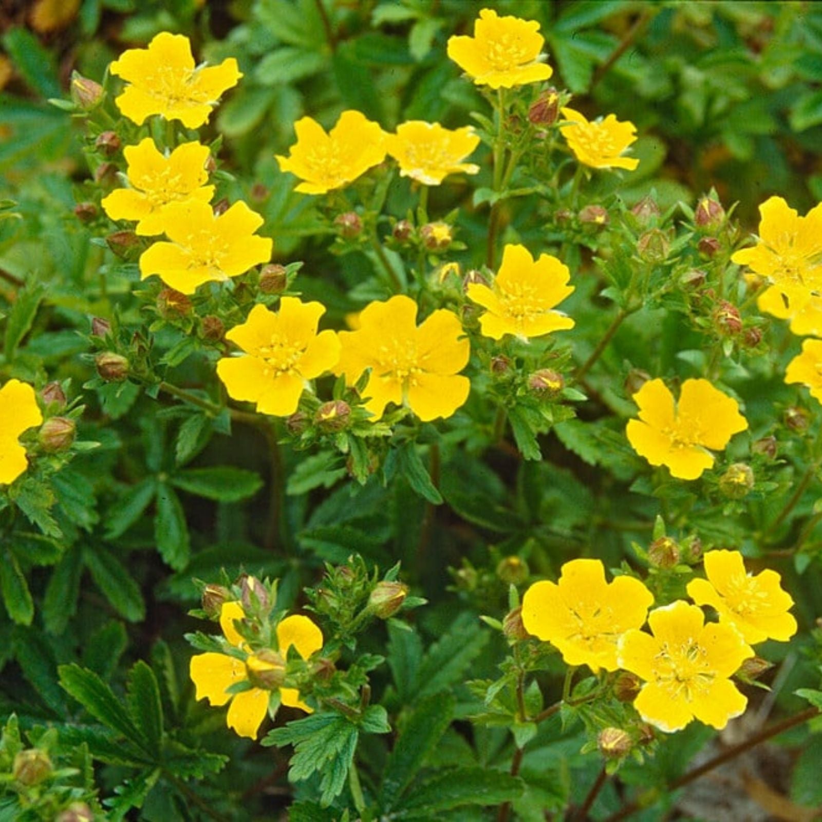 Potentilla Aurea Seeds 5000 Count - Golden Cinquefoil Perennial Seeds for Garden Planting
