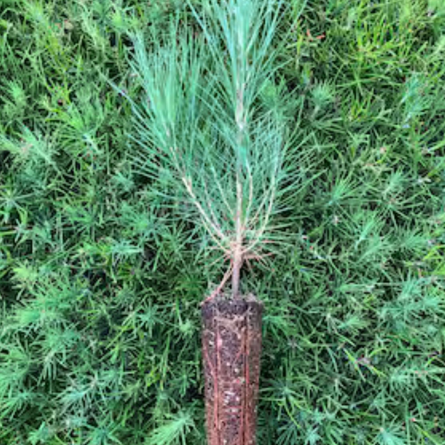 Loblolly Pine Tree Live Plant Set of 2, 12-16 Inches, Pinus taeda, Hardy for Zones 5-9, Landscaping and Reforestation