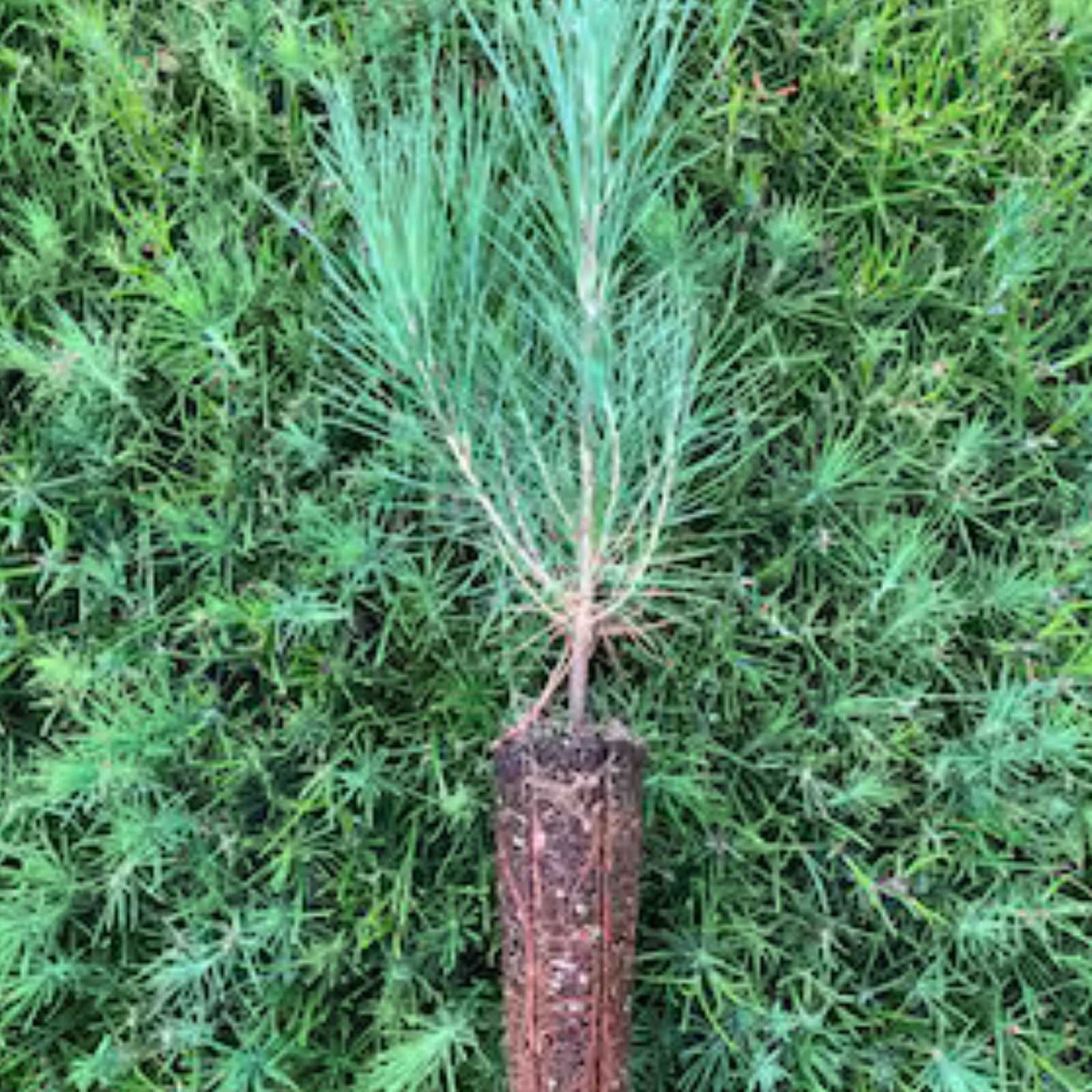 Loblolly Pine Tree Live Plant Set of 2, 12-16 Inches, Pinus taeda, Hardy for Zones 5-9, Landscaping and Reforestation