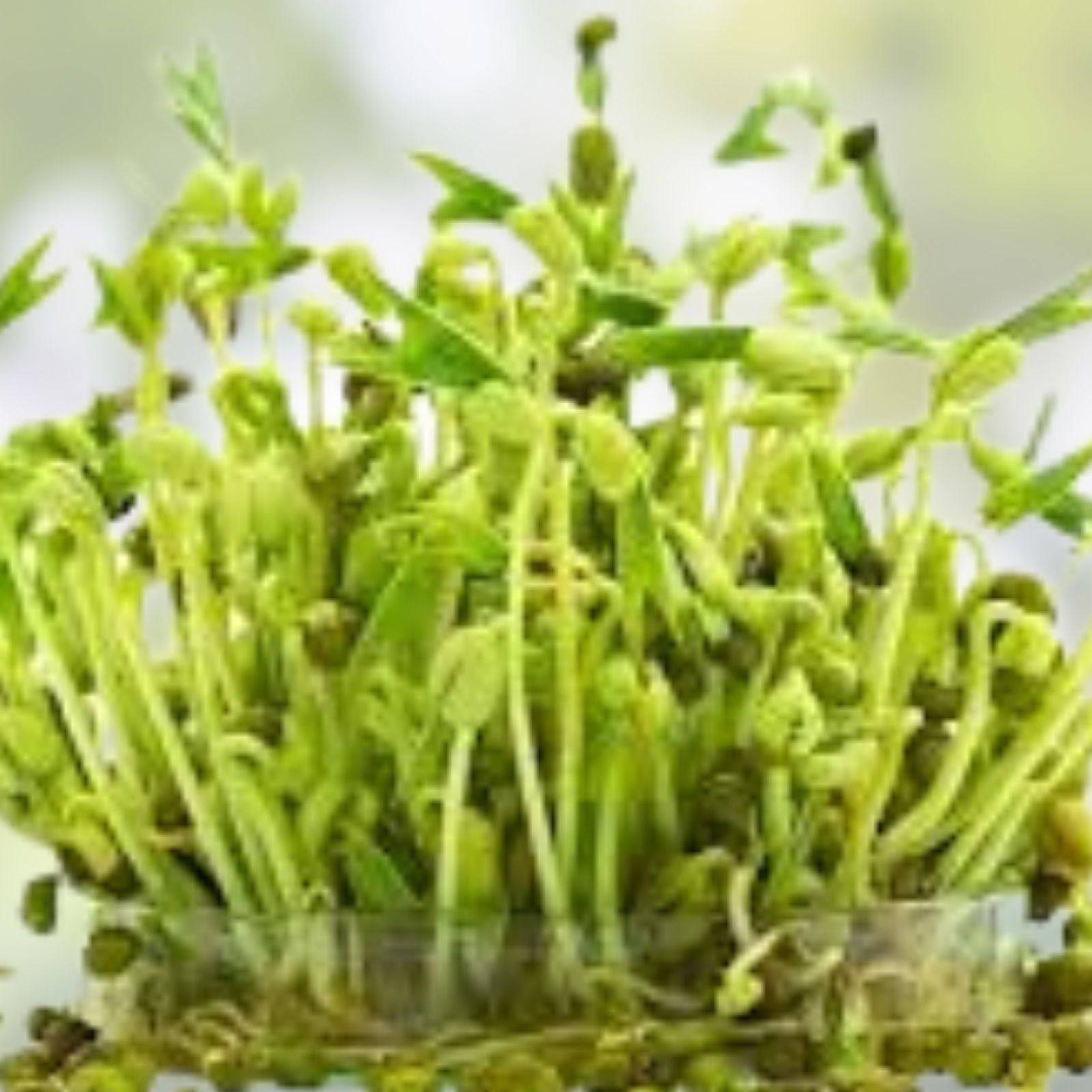 Mung Bean Sprout Seeds 100 Count for Easy Sprouting Vigna radiata Grow Tasty and Delicious Sprouts