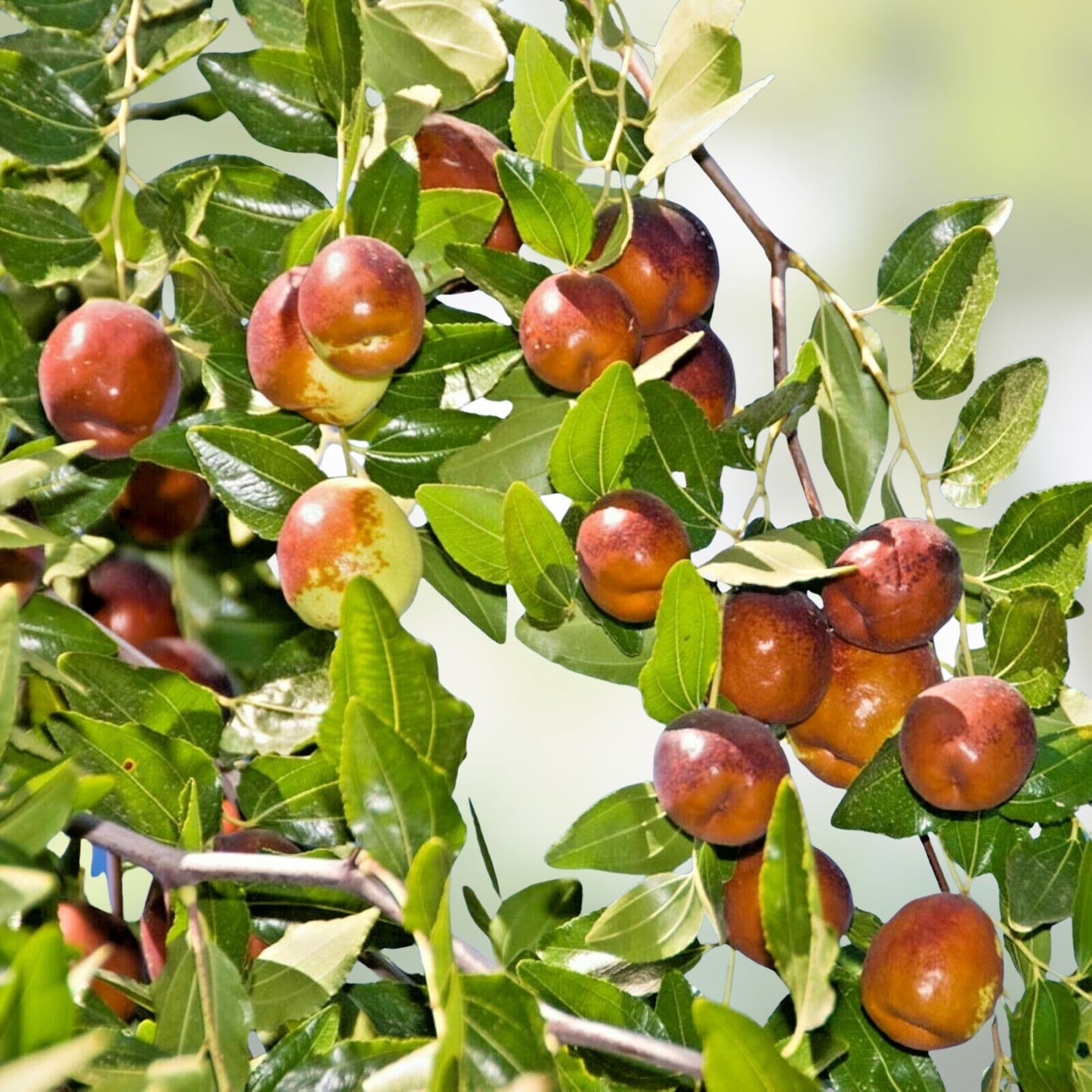 Autumn Beauty Jujube Tree Cutting 8" Thin Scion Wood for Grafting - Ziziphus jujuba - Fruit Tree Propagation