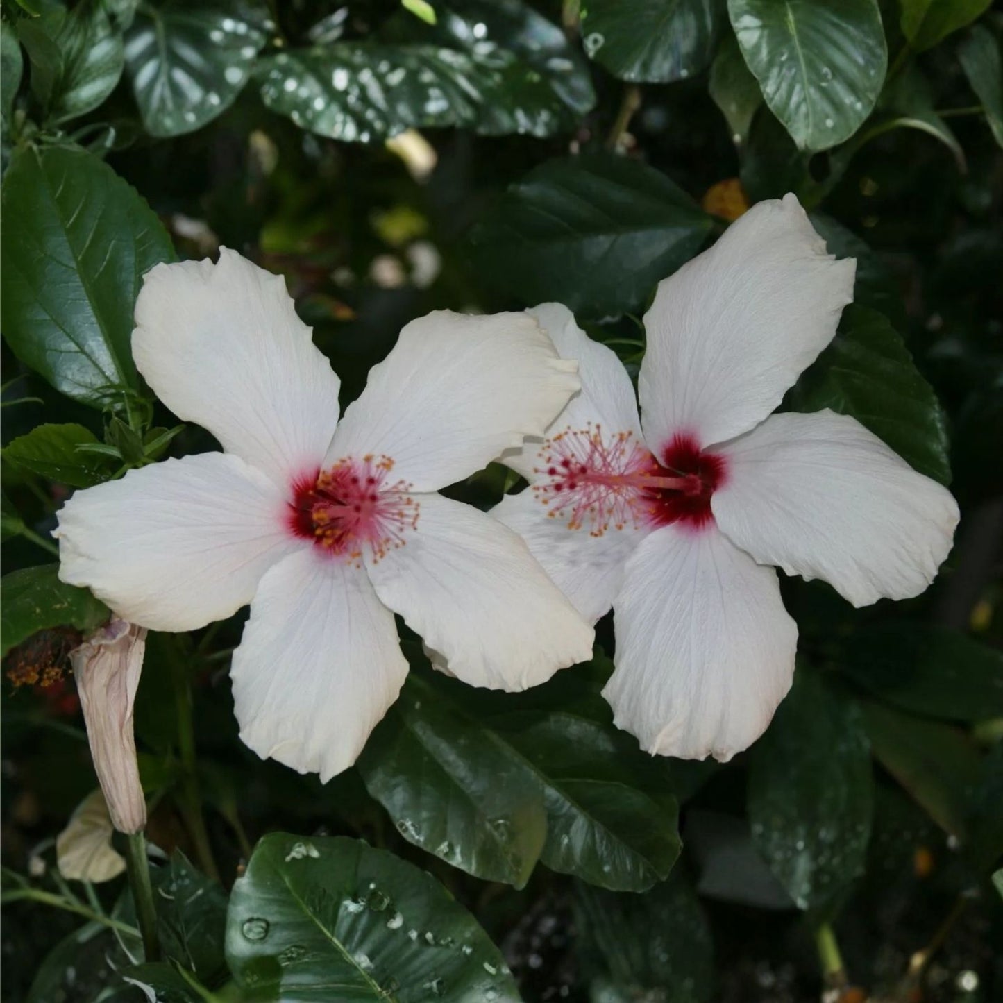 Unrooted Hibiscus Rosa-Sinensis White Flower Cuttings, 8" Long, Tropical Bush/Shrub/Tree Propagation Material
