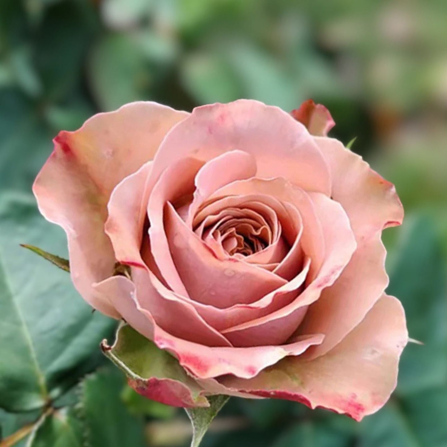 Cappuccino Rose Cuttings - 3 Rooting or Grafting Cuttings - Rosa 'Cappuccino' - Rare Flowering Rose Plant Propagation