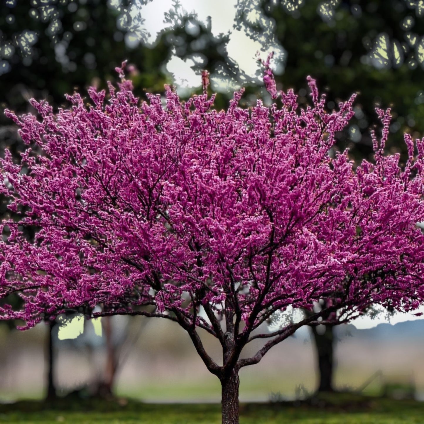 Redbud Tree Bare Root 6-12" Cercis canadensis Live Plant with Vibrant Pink Flowers, Hardy Ornamental Tree