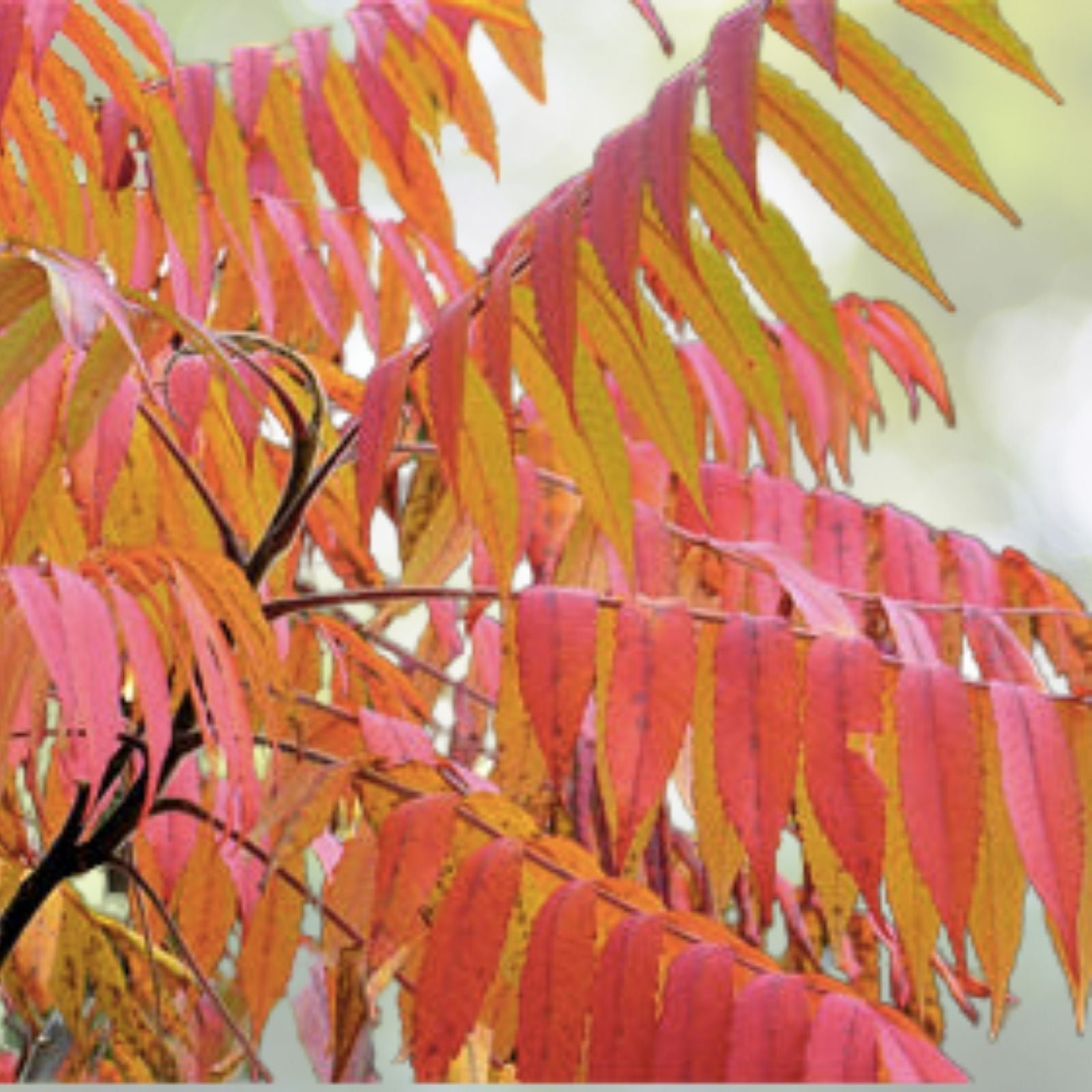 Dwarf Flameleaf Sumac Seeds - Vibrant Ornamental Plant - Rhus copallinum - 30+ Seeds, Free Shipping