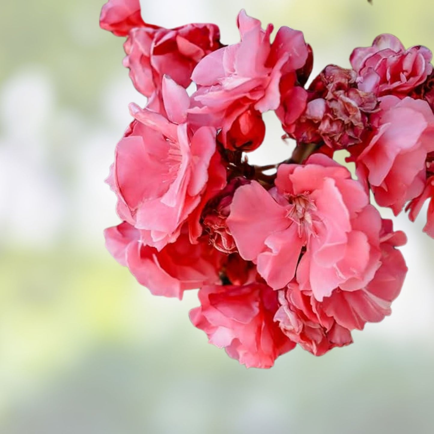Live Oleander Cuttings 6" Pink Shrub, Nerium Oleander, 7 Pack, Drought Tolerant Broadleaf Evergreen Plant