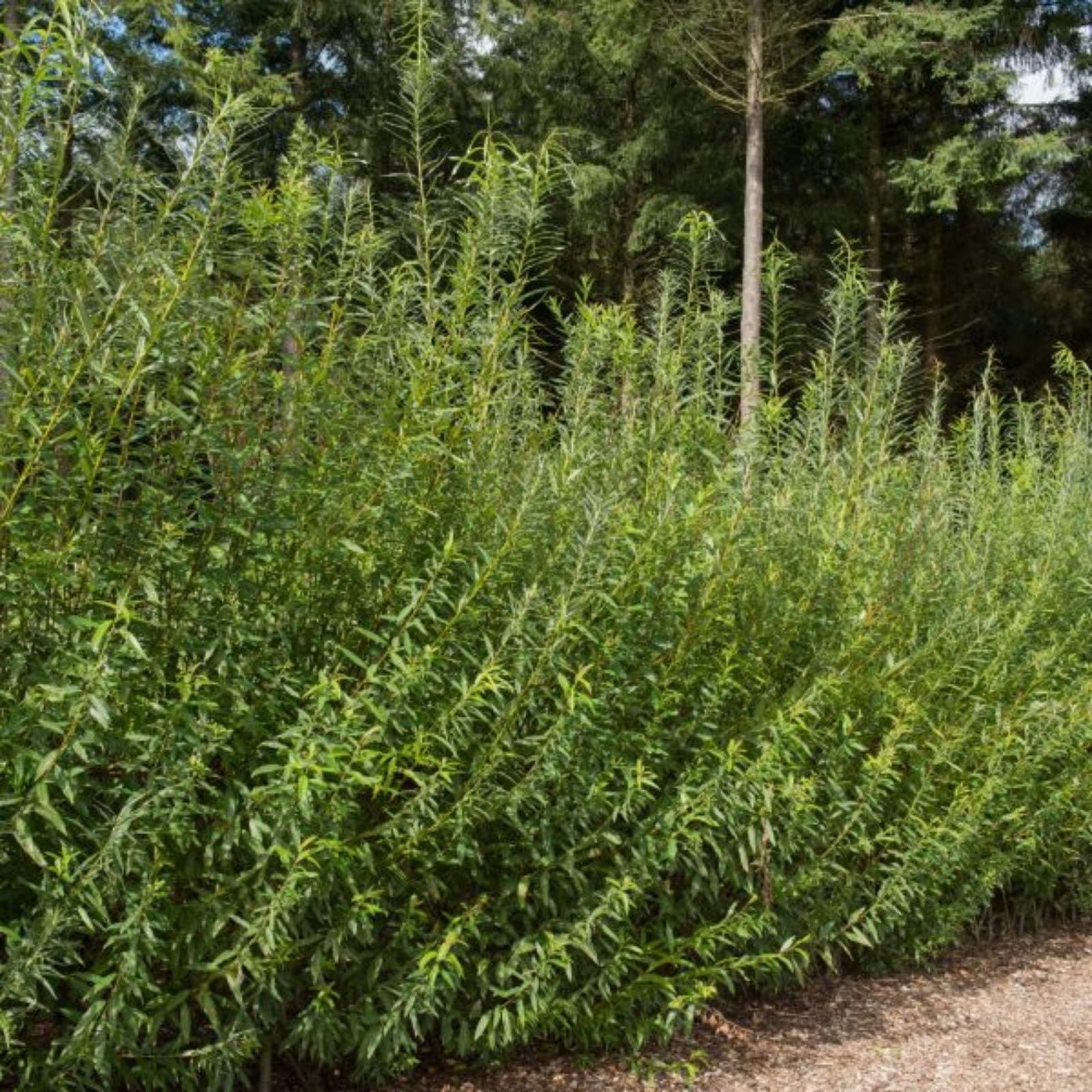 Austree Hybrid Willow Tree Cuttings – 20 Fast Growing Aussie Salix x sepulcralis for Direct Planting