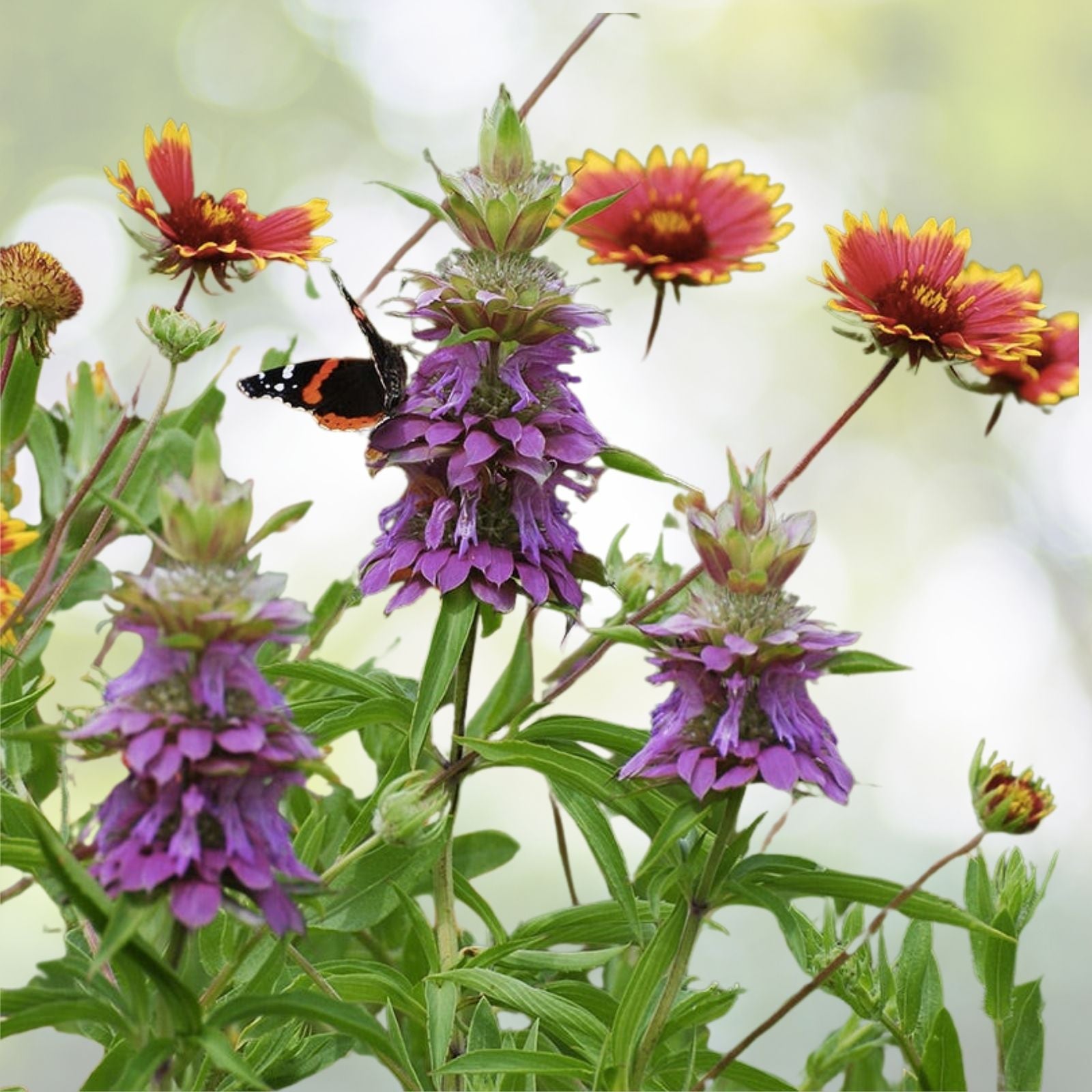 Wildflower Seed Mix 600+ Seeds, 20 Hand Selected Species for Shade, Native Wildflowers