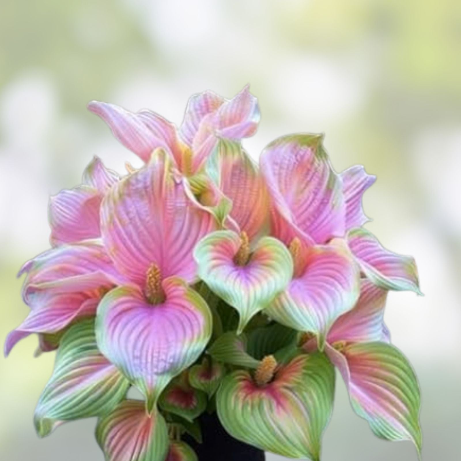 Caladium Bulbs 10 Pink Symphony Perennial Elephant Ears Colorful Foliage Plants for Garden or Container