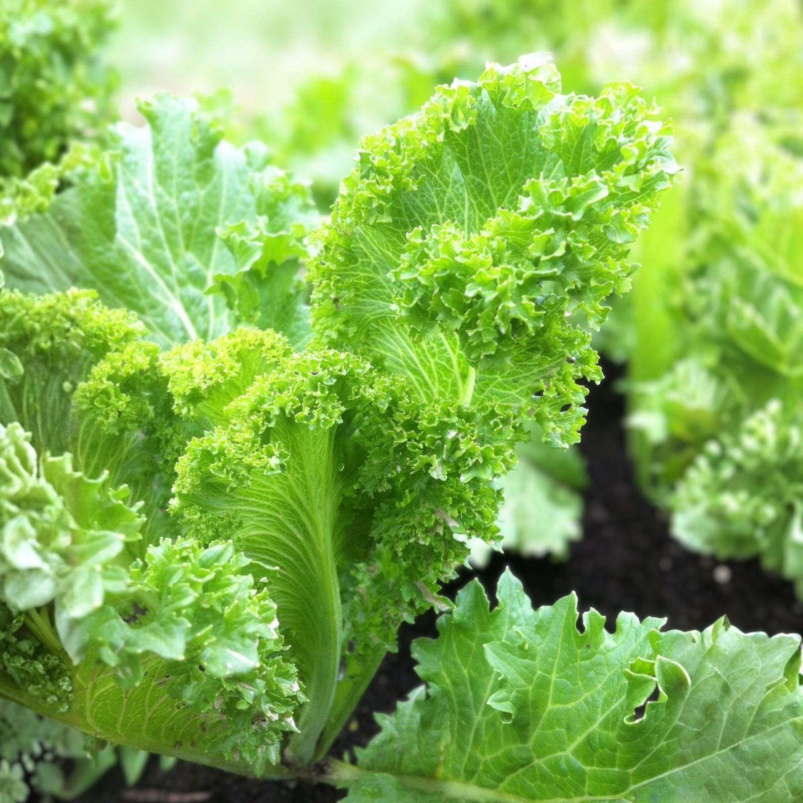 Mustard Greens Seeds – Southern Giant Heirloom Non-GMO Organic Vegetable Seeds, Brassica juncea, Leafy Greens, 100 Seeds