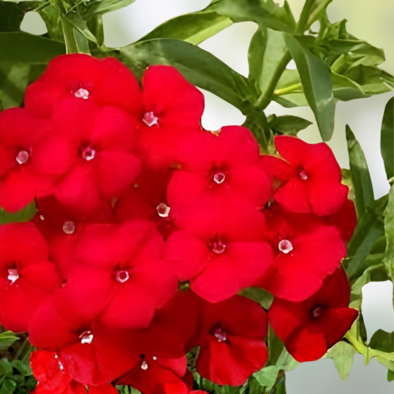 Red Drummond Phlox Seeds – 200 Organic Seeds, Phlox drummondii, USA Grown, Free Shipping