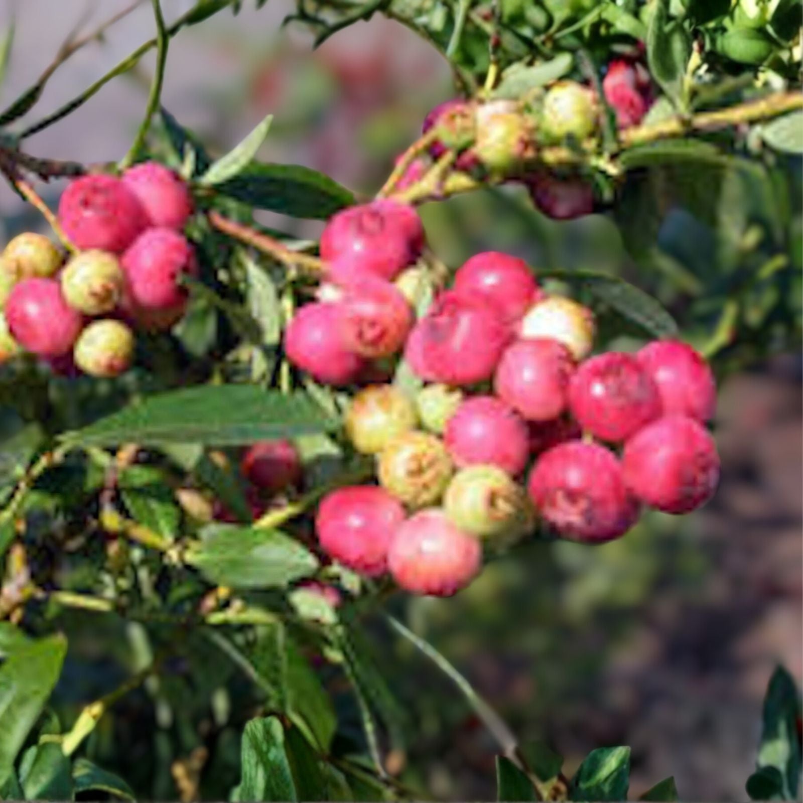 Florida Blueberry Plant - 3 Starter Plants, Edible Fruit, Vaccinium spp., Rabbiteye Hybrid, Pink to Red Berries, Self-Fertile