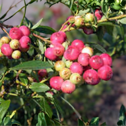 Florida Blueberry Plant - 3 Starter Plants, Edible Fruit, Vaccinium spp., Rabbiteye Hybrid, Pink to Red Berries, Self-Fertile