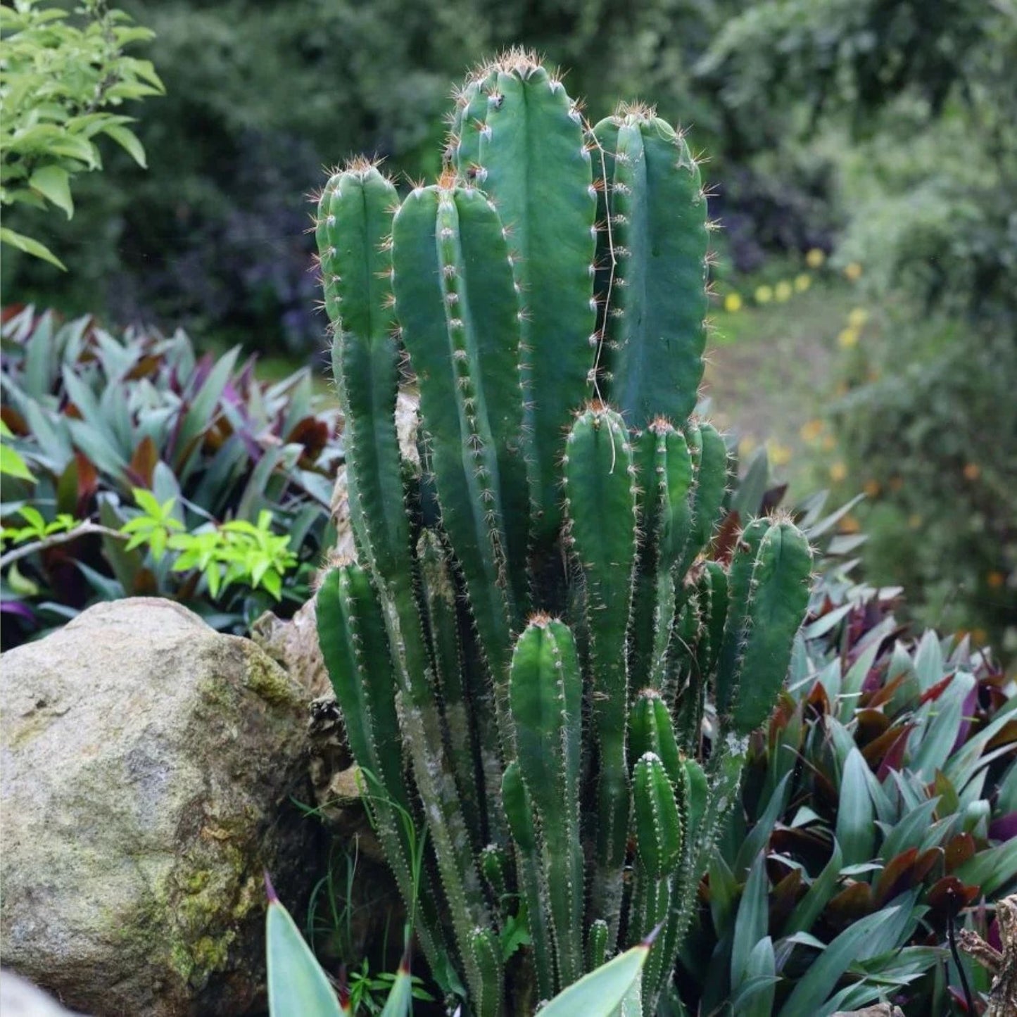 Cereus Peruvianus Seeds, 20 Peruvian Apple Cactus Seeds, Easy to Grow Succulent for Home Garden, Epiphytic Cactus, Ornamental Plant