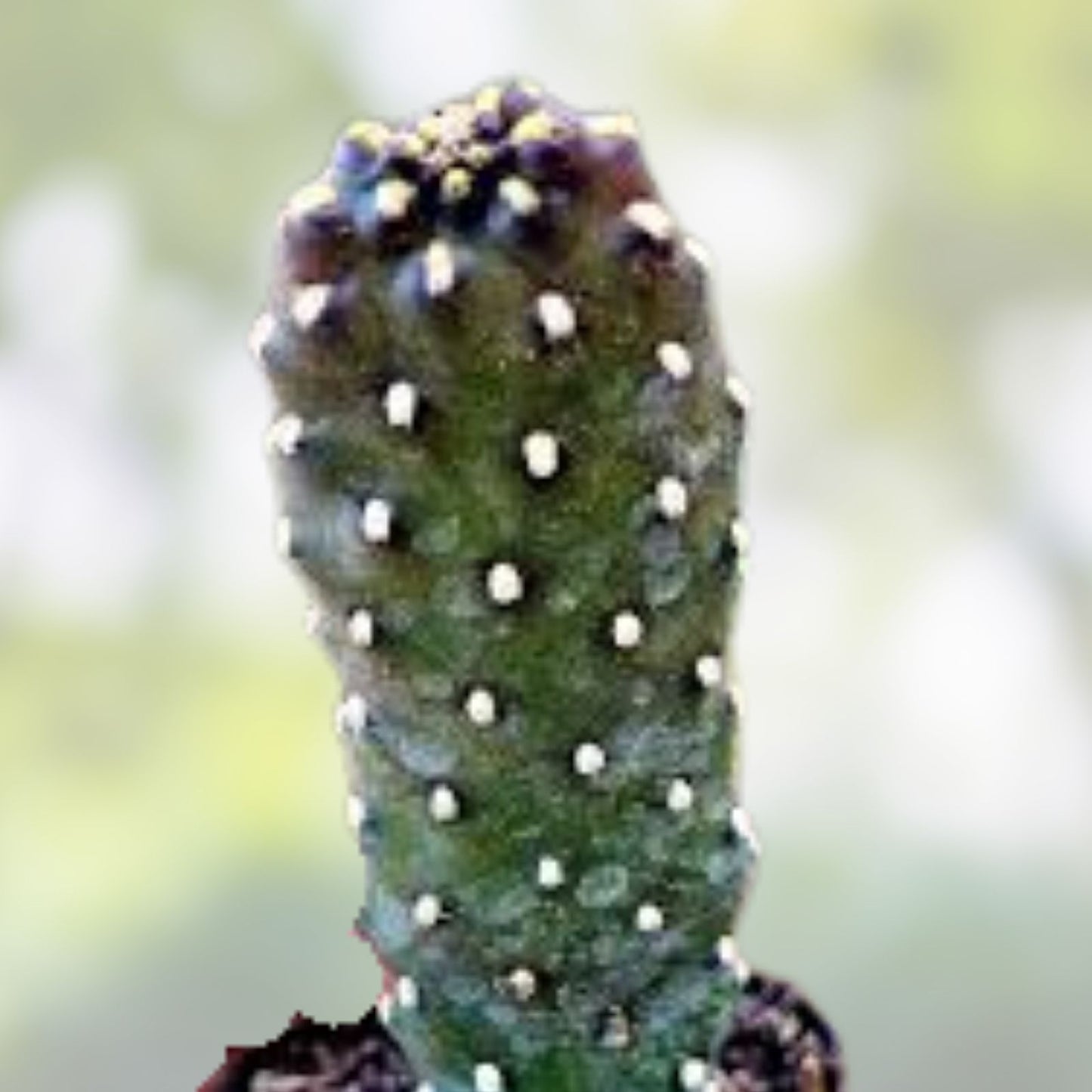 Consolea Rubescens Road Kill Cactus Live Pad Cutting – Unique Succulent Plant for Home Garden Decor