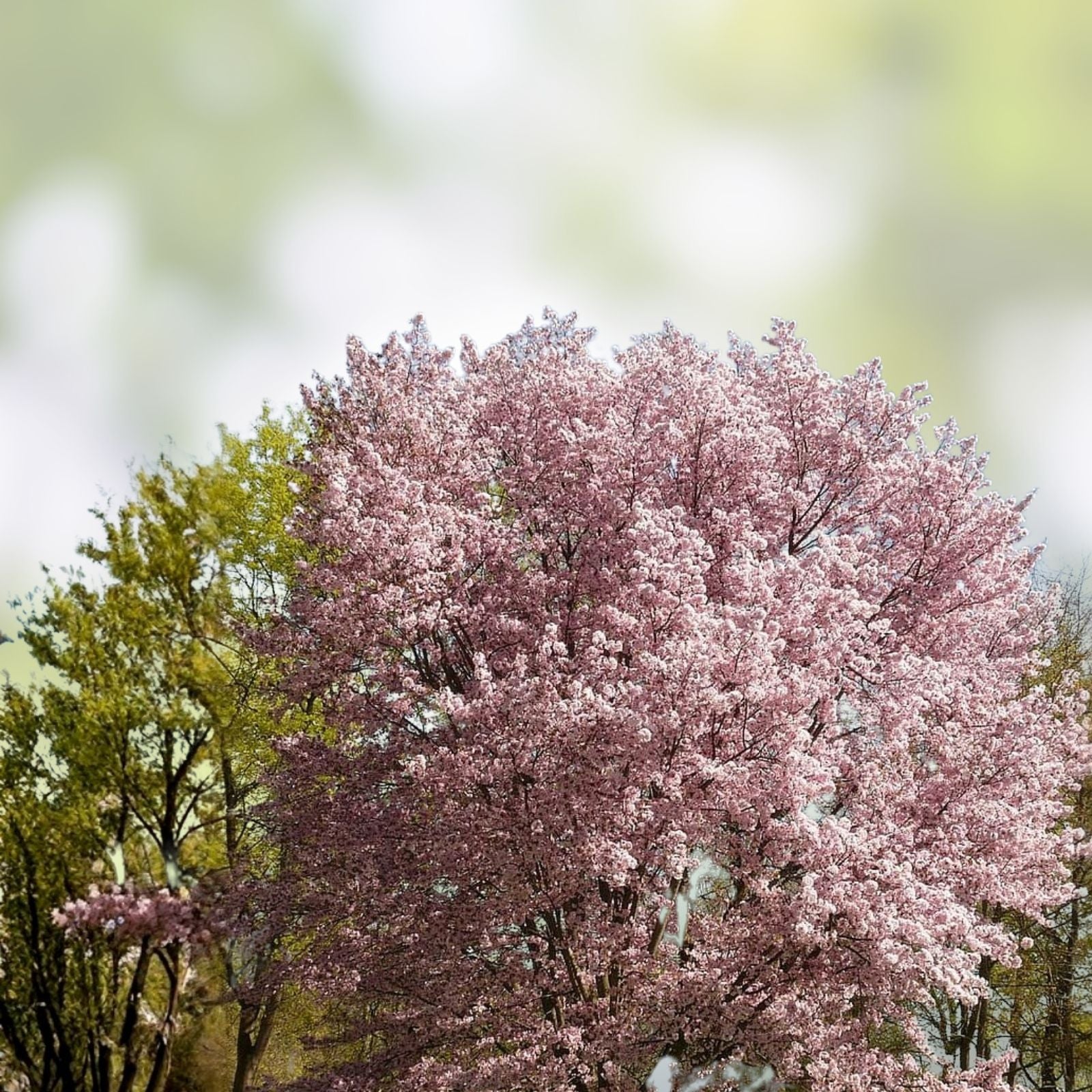 White Flowering Cherry Tree Seeds - 10 Pack - Prunus serrulata - Ornamental Landscaping and Garden Planting