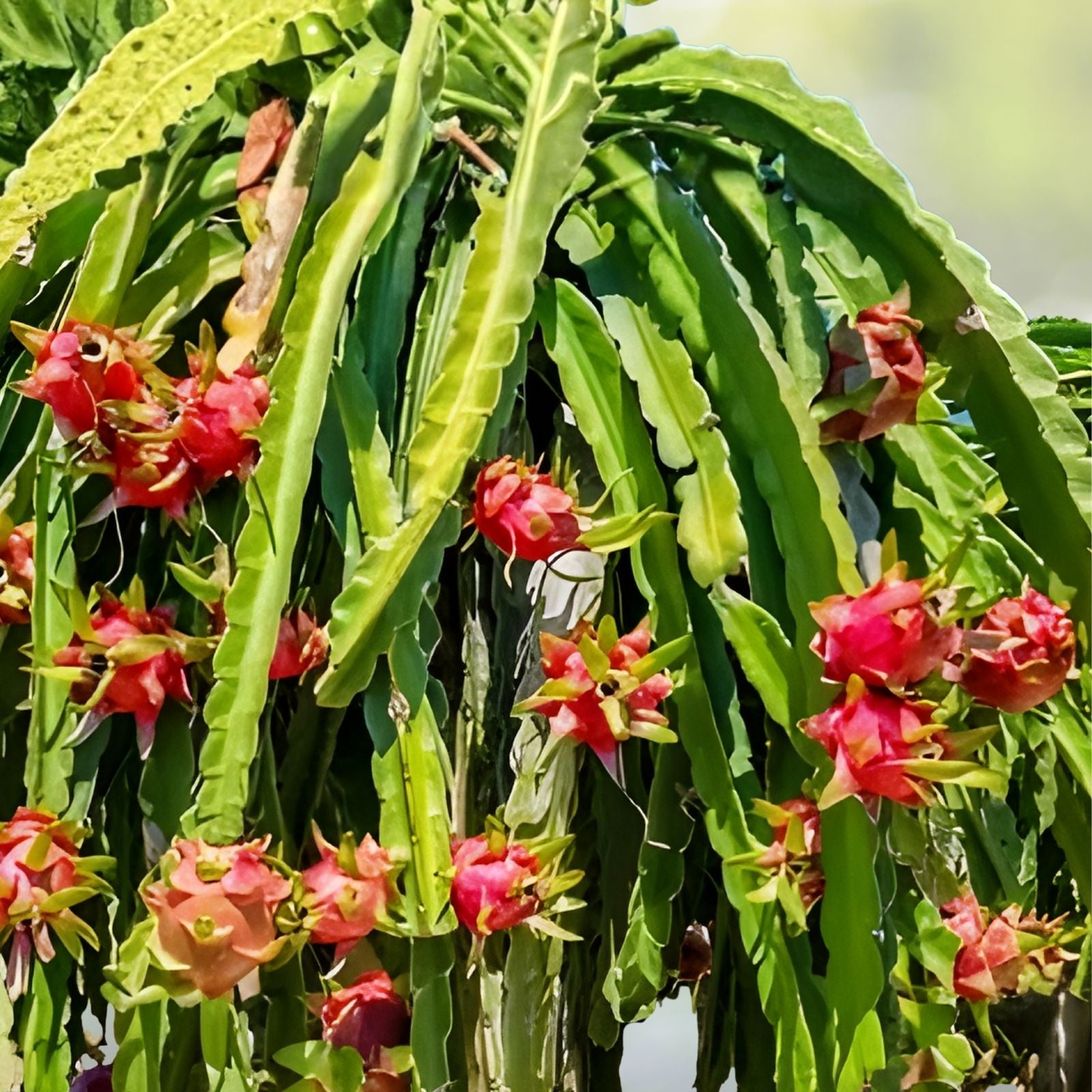 Dragon Fruit Cuttings 8-10 inches, Multiple Varieties, Tropical Cactus, Hylocereus spp., for Home Gardening