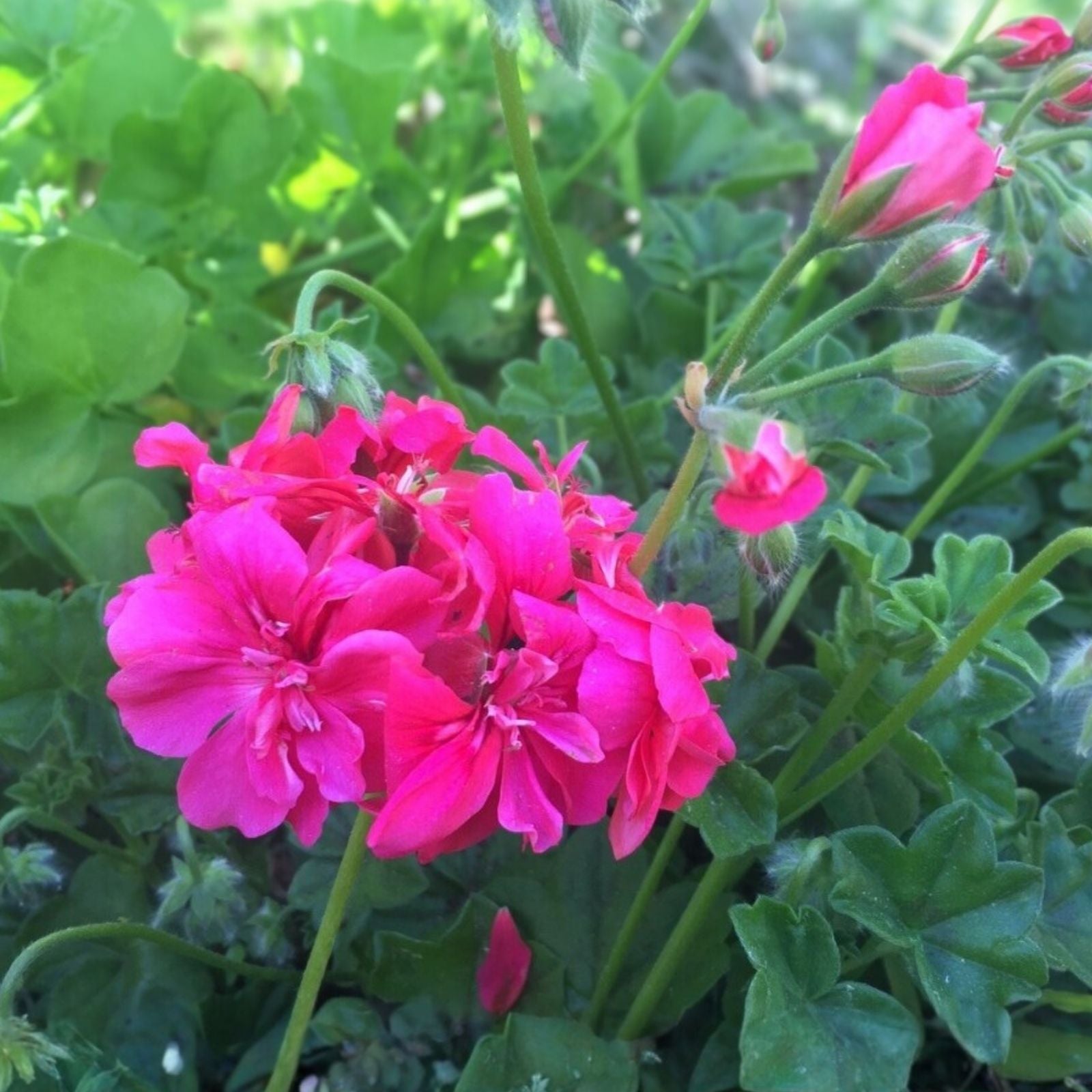 Rose Red Citronella Peltatum Ivy Geranium Live Plant - 3 x 6" Fresh Cuttings, Aromatic Foliage, Pest-Repelling, Geranium pelargonium citrosum