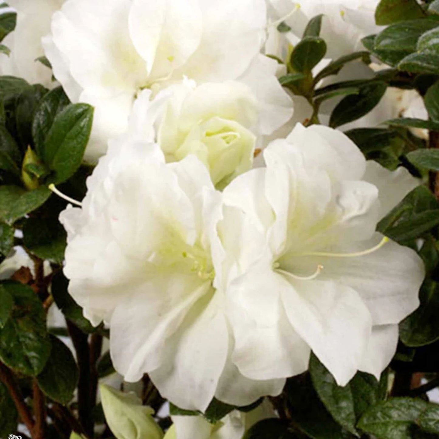 Encore Autumn Moonlight Azalea Starter Plant - Deciduous Rhododendron 'Autumn Moonlight' Well-Rooted Shrub