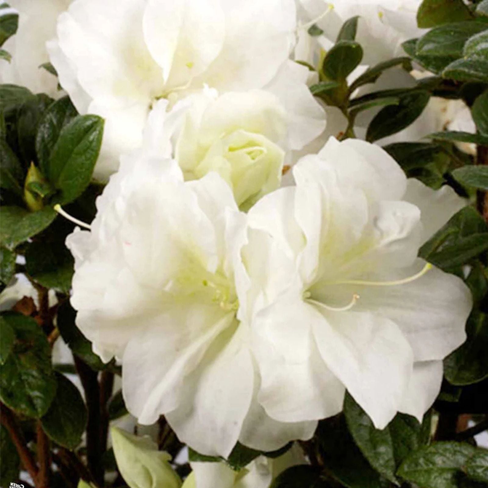 Encore Autumn Moonlight Azalea Starter Plant - Deciduous Rhododendron 'Autumn Moonlight' Well-Rooted Shrub