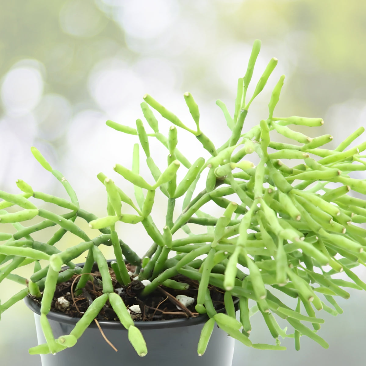 Dancing Bones Cactus 4-Inch Pot | Hatiora salicornioides | Unique Epiphytic Indoor Plant | Easy Care for Homes & Offices