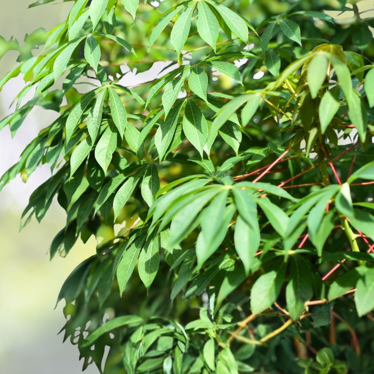 Cassava Cuttings - 10 Fresh Cuttings, Easy to Grow, Chemical-Free, Manihot Esculenta, Great Food Source