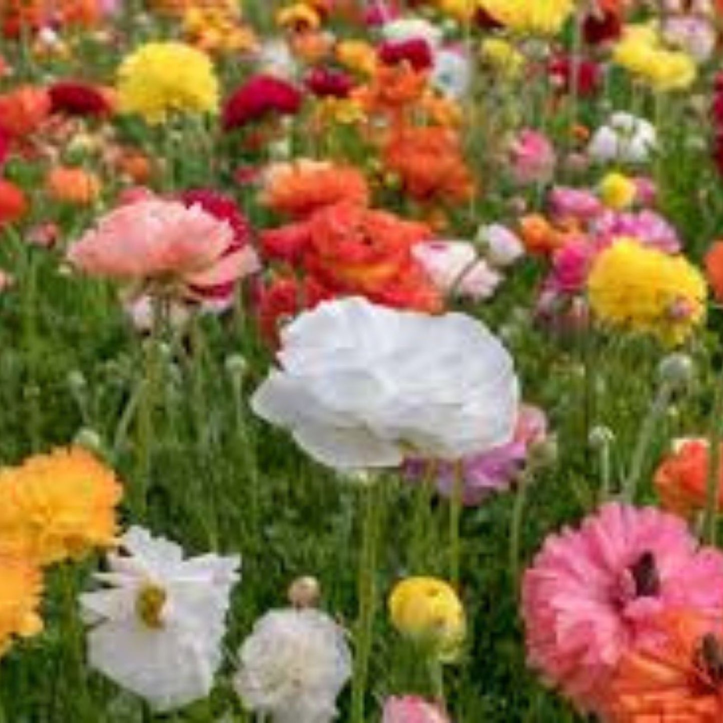 Ranunculus Bulbs Mix – Colorful Flower Bulbs for Planting – Ranunculus asiaticus – Ships from Iowa, USA