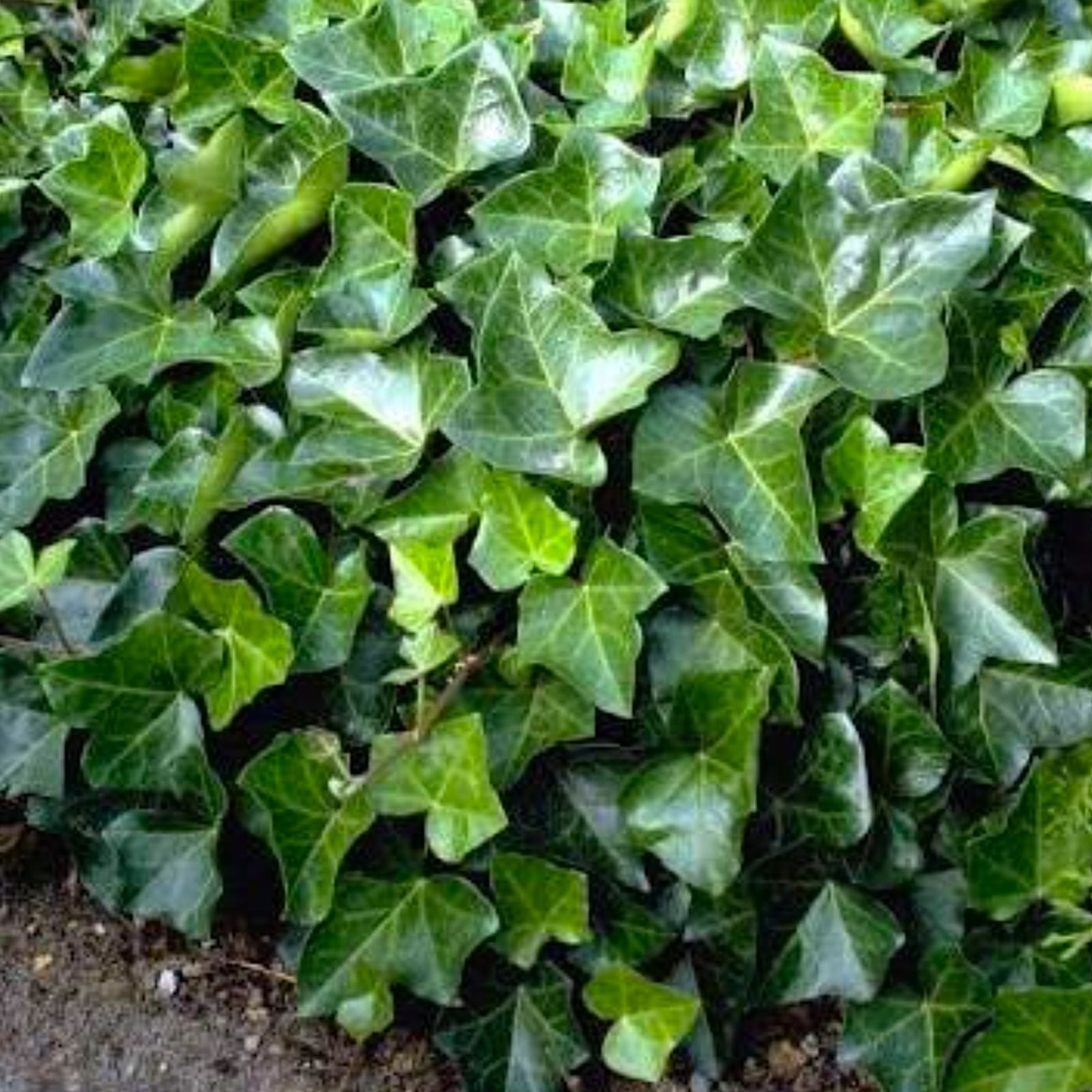 Live English Ivy Cuttings 10 Pack with Roots - Hedera helix - Ready to Plant - Wholesale Lot