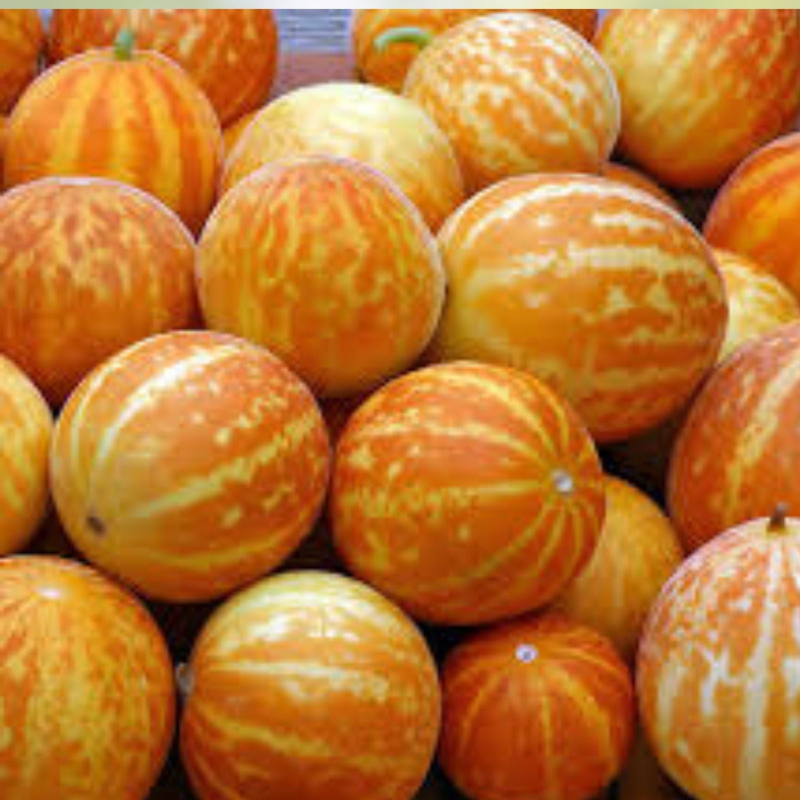 Queen Anne's Pocket Melon Seeds 10 Pack Heirloom Variety Cucumis melo Organic Fruit Seeds