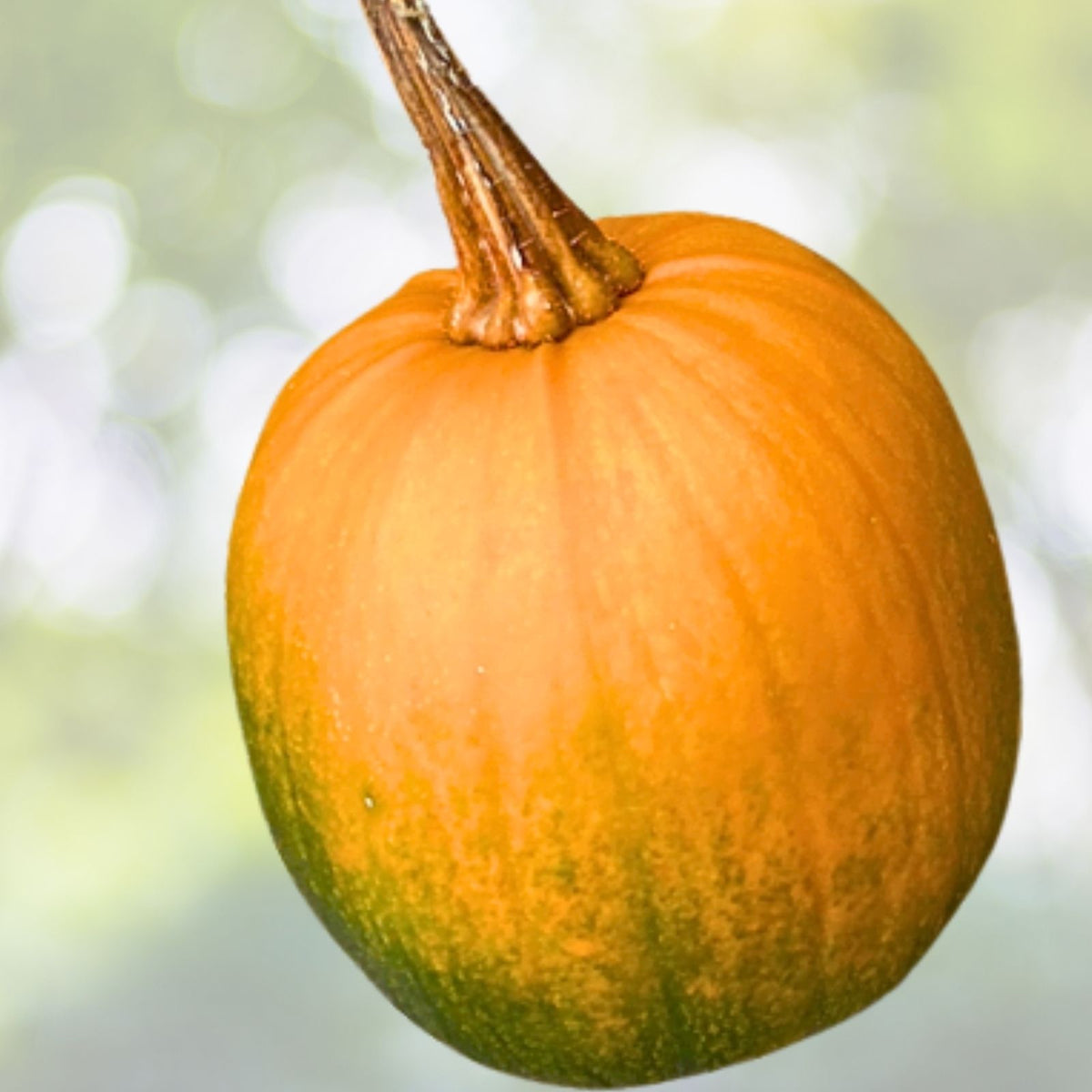 Live Pumpkin Plant Seedling 3" in 4" Pot - Easy to Grow Cucurbita pepo - Garden Ready Pumpkin Starter Plant