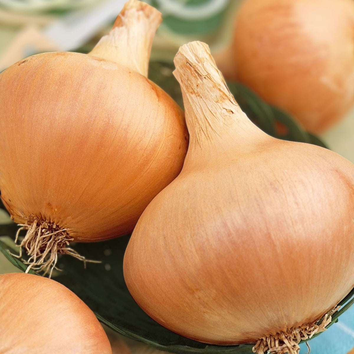 Spanish Yellow Heirloom Onion Seeds - 500 Count Non-GMO Allium cepa Bulb Onion Seeds