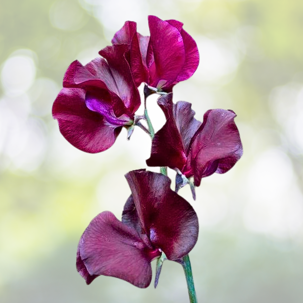 Sweet Pea Seeds - 25 Non-GMO ROYAL MAROON Climbing Vine with Fragrant Red Flowers - Lathyrus odoratus