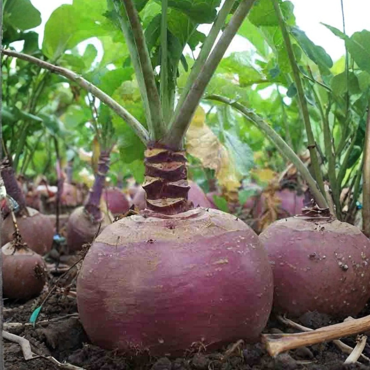 Red Acre Cabbage Seeds, Heirloom Non-GMO, Brassica oleracea var. capitata, 100 Seeds, Organic Vegetable Seeds