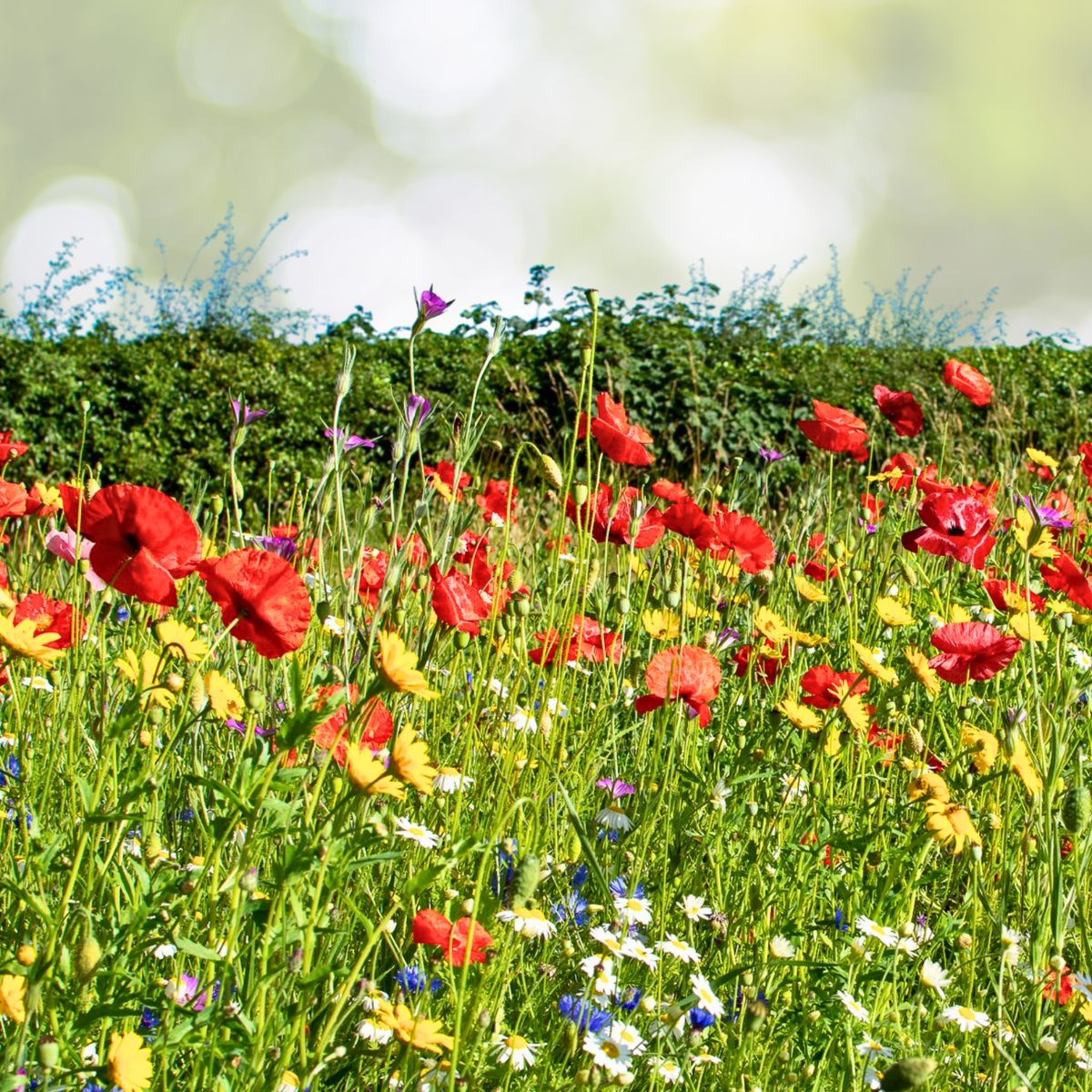Landscaper's Pack Alternative Lawn Mix 6 Grams Non-GMO 13 Species 5000+ Seeds for Eco-Friendly Yards