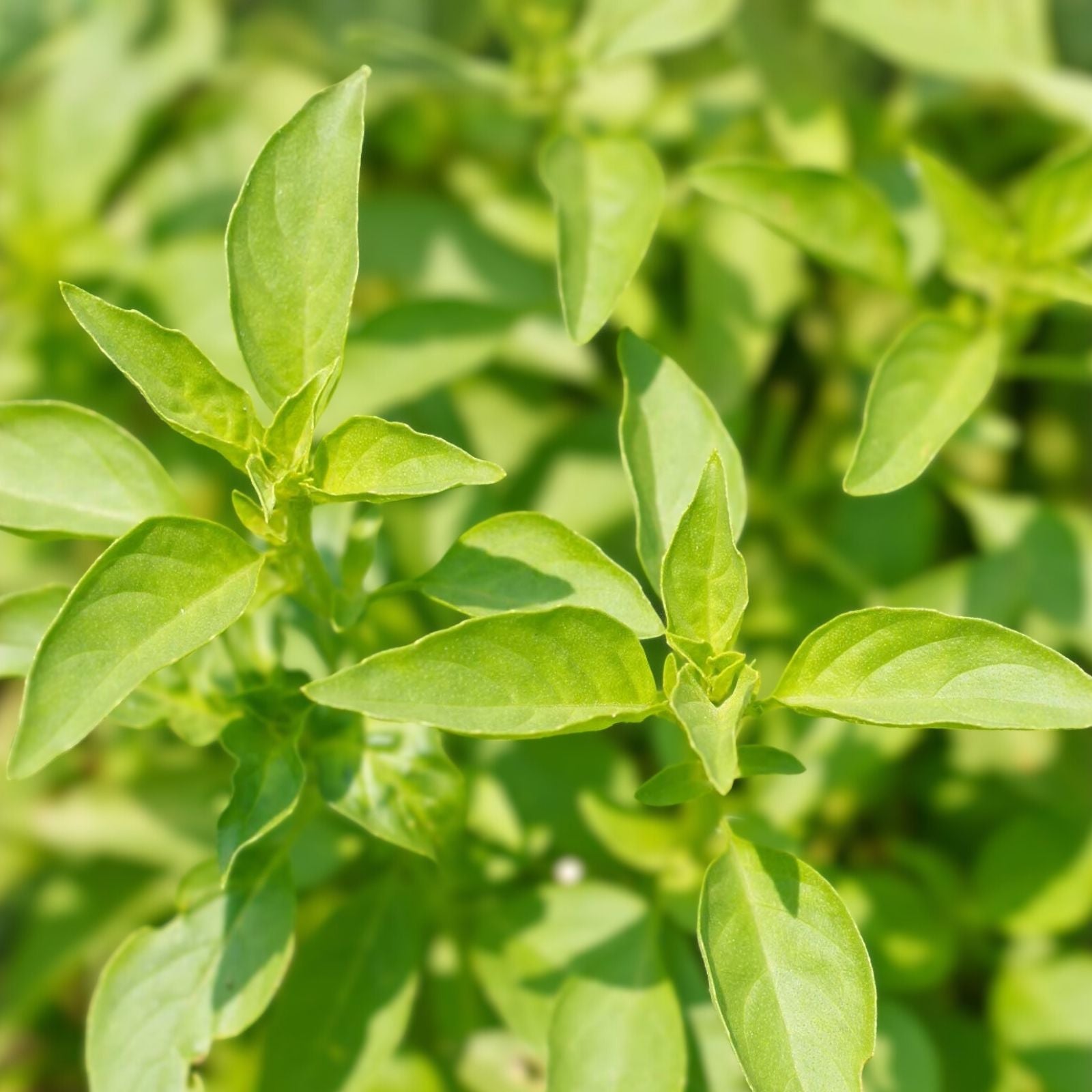 Lemon Basil Seeds 100-Count Non-GMO Culinary Herb Ocimum basilicum for Cooking and Gardening