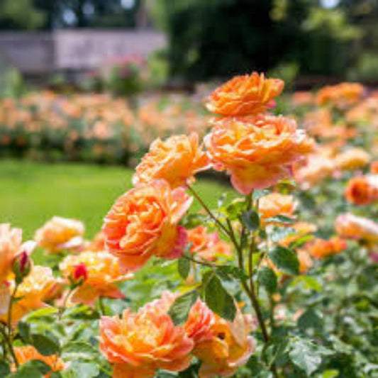 English Shalott Rose Cuttings, 3 Fresh Pink Varieties, Perennial Flowering Plant, Allium ascalonicum