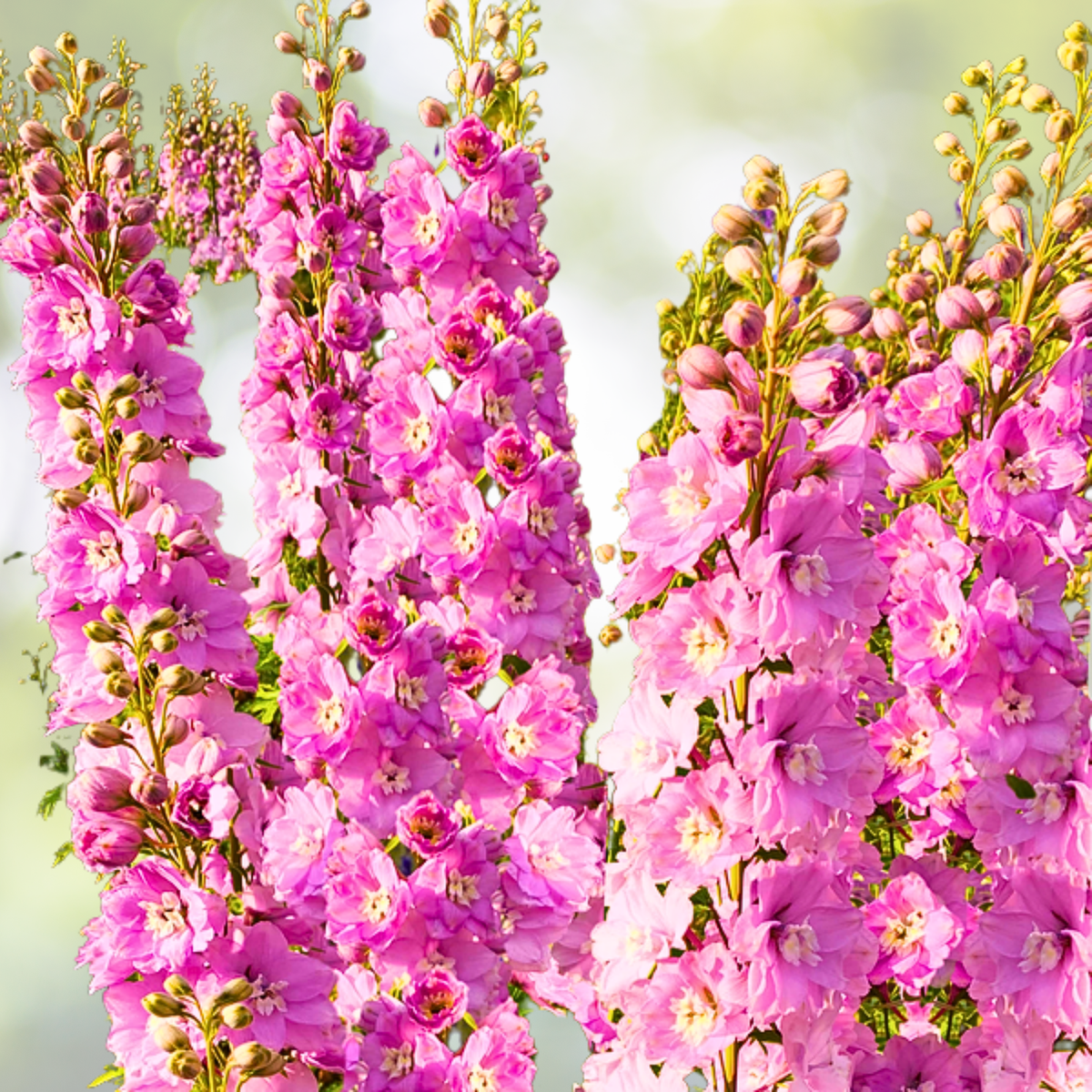 Rocket Larkspur Seeds 500 Non-GMO Pink Pastel Flowers for Pollinators Delphinium ajacis