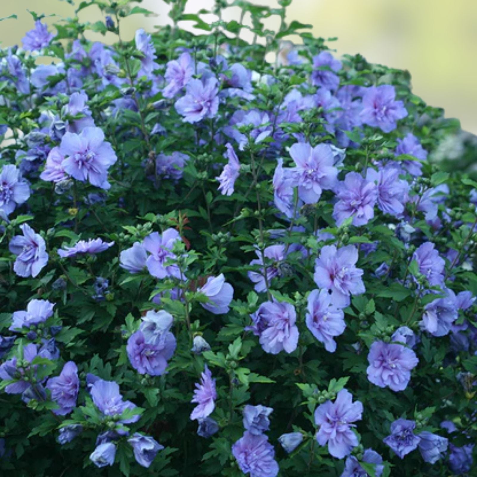 Unrooted Hibiscus Rose of Sharon Cuttings 10 Pack Hardy Flowering Shrubs Hibiscus syriacus for Garden