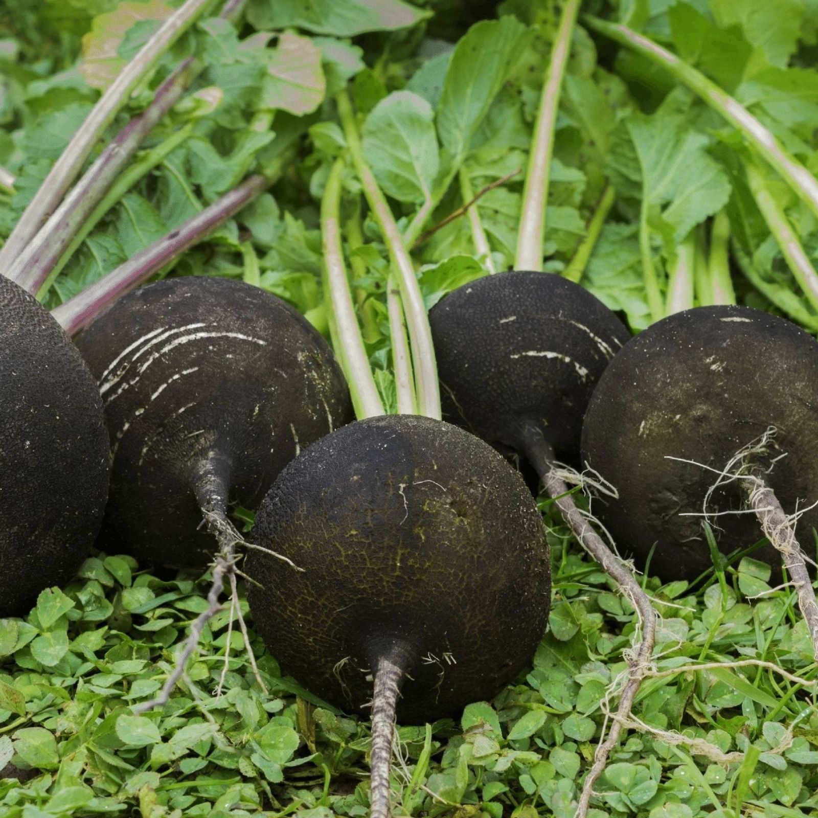 Black Radish Seeds 250 Count, Rare Garden Vegetable, Raphanus sativus var. niger, Live Plant, Vegetable Seeds, Root Crop, Starter Plant