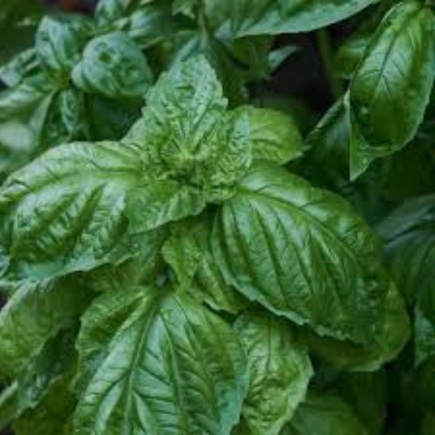 Heirloom Italian Large Leaf Basil Seeds - Non-GMO Culinary Herb - Ocimum basilicum - 100 Seeds