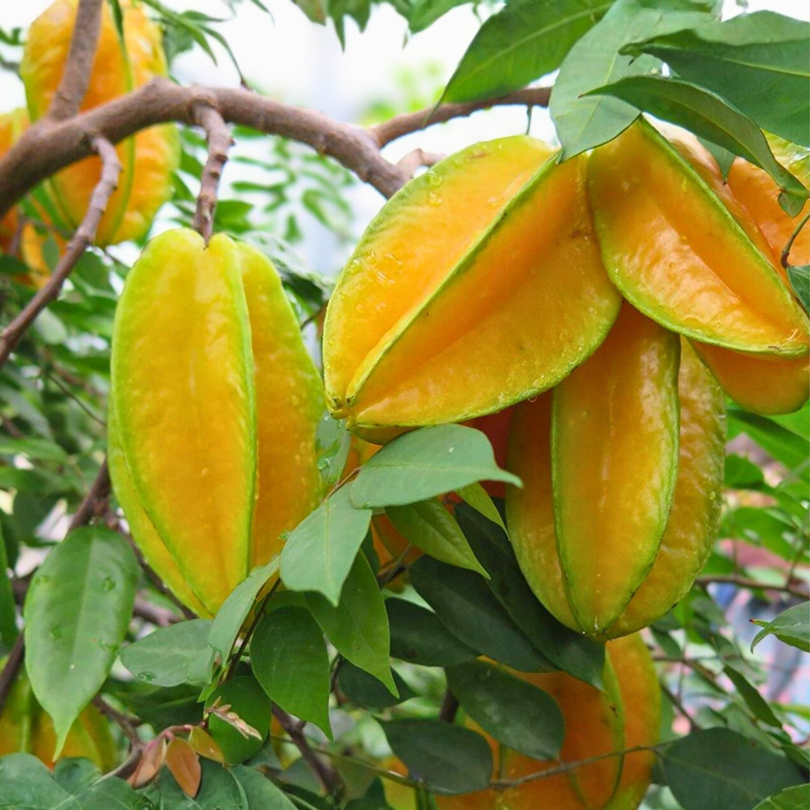 Grafted Star Fruit Tree 3-4 Feet - Healthy Cây Kh? - Tropical Fruit Plant for Home Gardening - Starter Plant with Soil & Pot