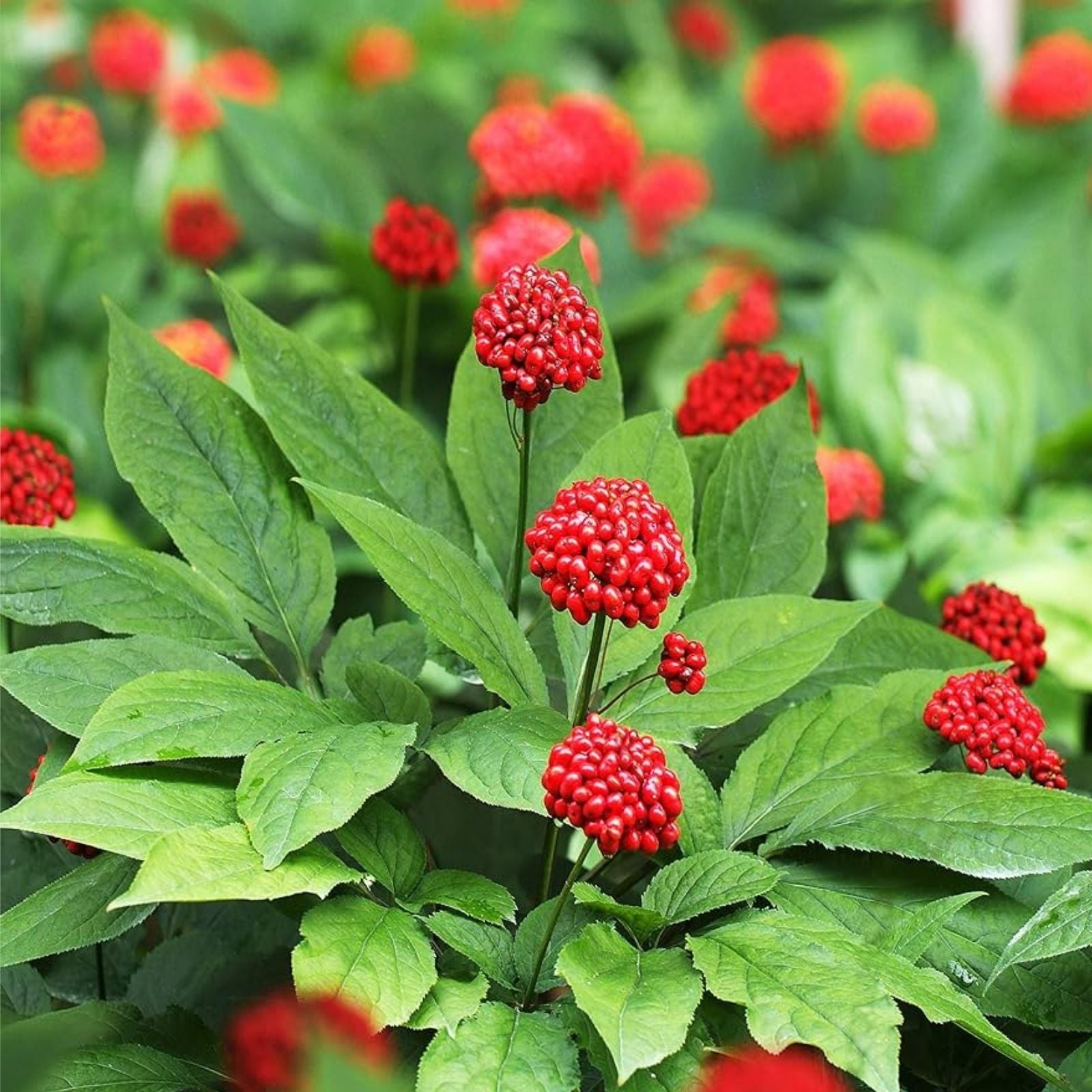 Siberian Ginseng Seeds 10 Pack - Eleutherococcus senticosus Herb for Health & Wellness - Shipped from Iowa