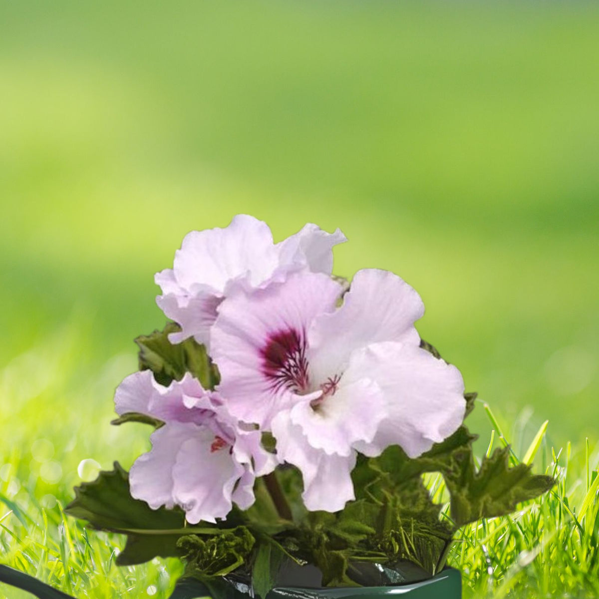Pelargonium Cuttings 3" Fancy Regal Geranium White & Purple - Stunning Indoor Plant for Home Decor
