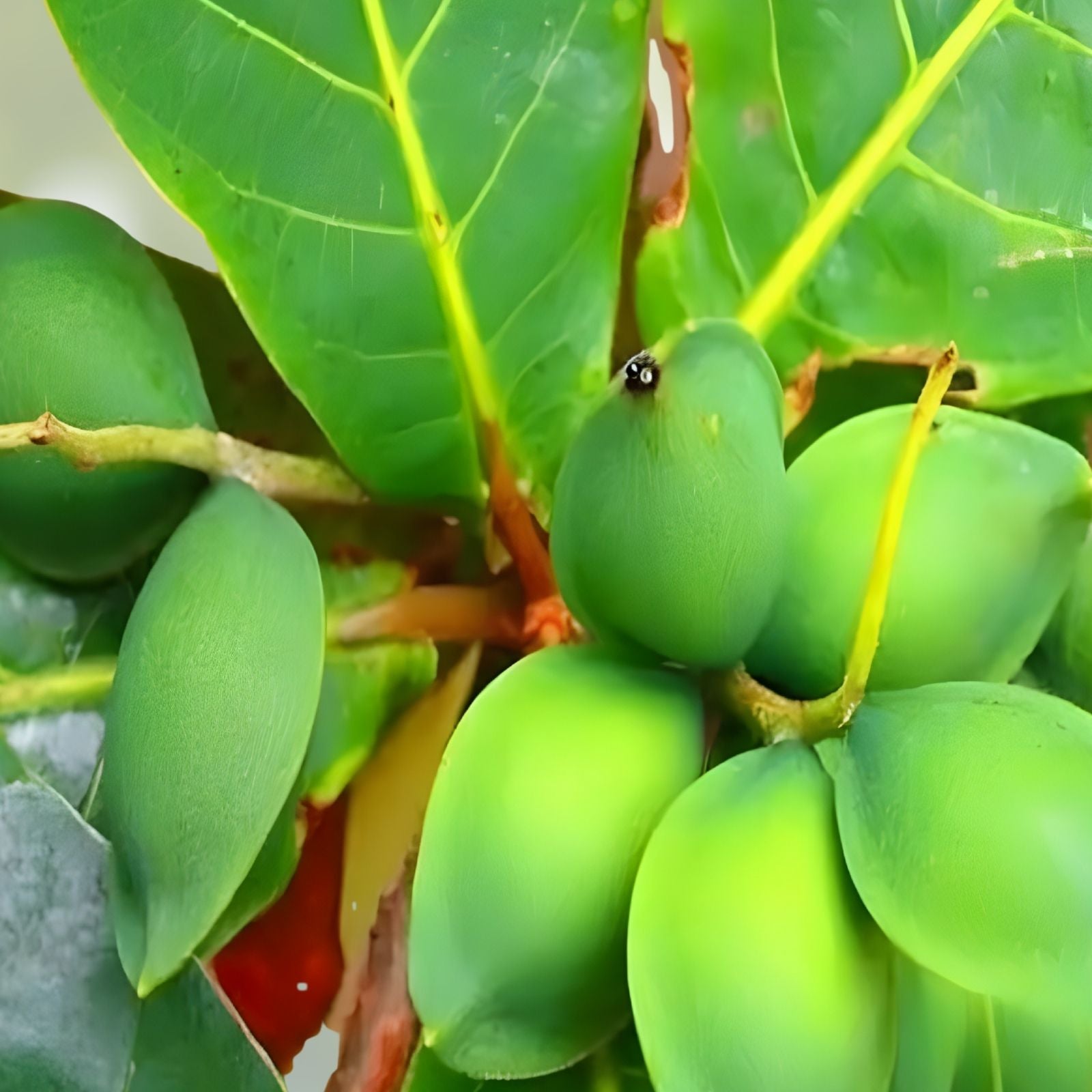 Almond Tree Seeds Organic Non-GMO Prunus dulcis for Growing Almond Trees, Fruit Tree Seeds, Garden Planting Supplies