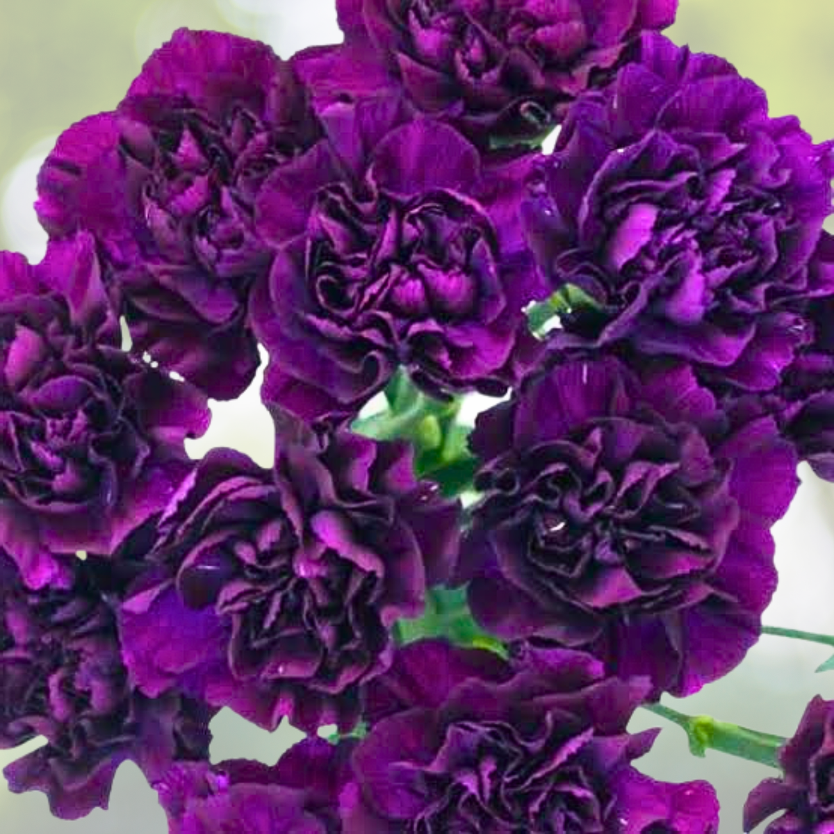 Carnation Seeds - 100 Non-GMO Grenadin King of Blacks - Fragrant Dianthus for Pollinators